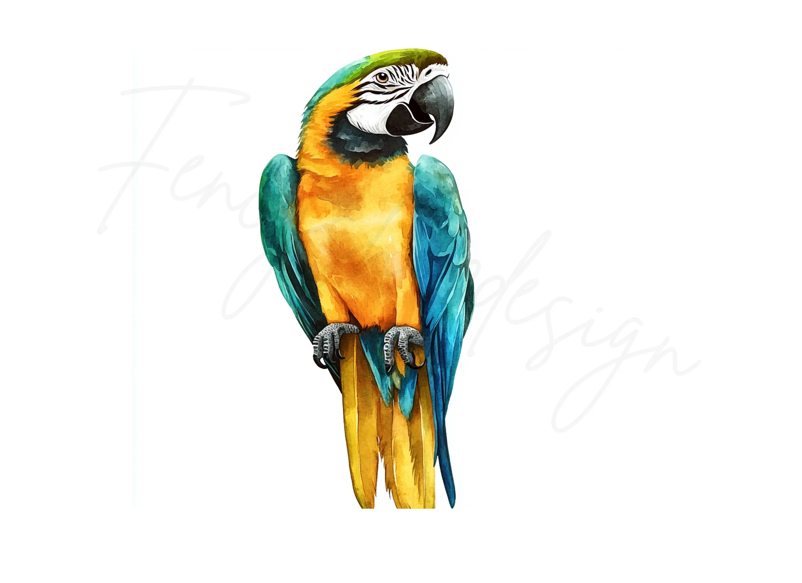Vibrant Macaw Parrot Clipart Bundle