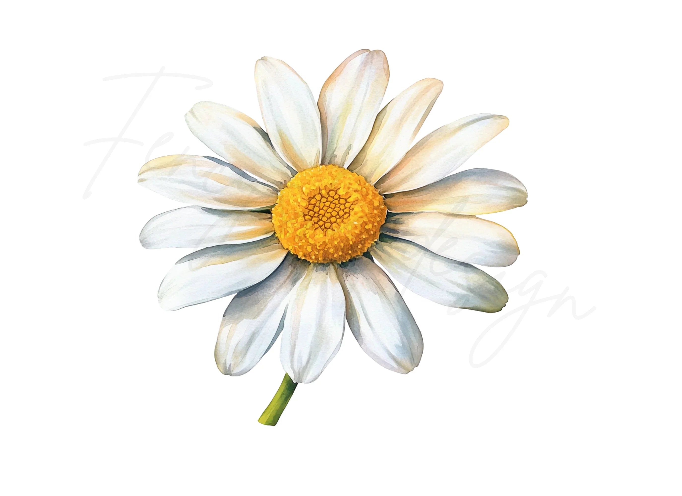 Daisy Clipart Bundle