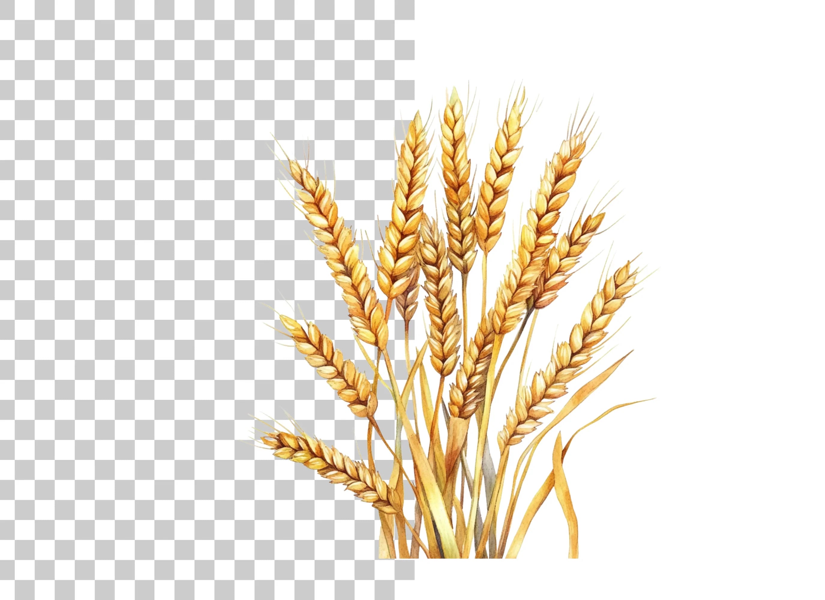 Golden Wheat Stalks Clipart Bundle