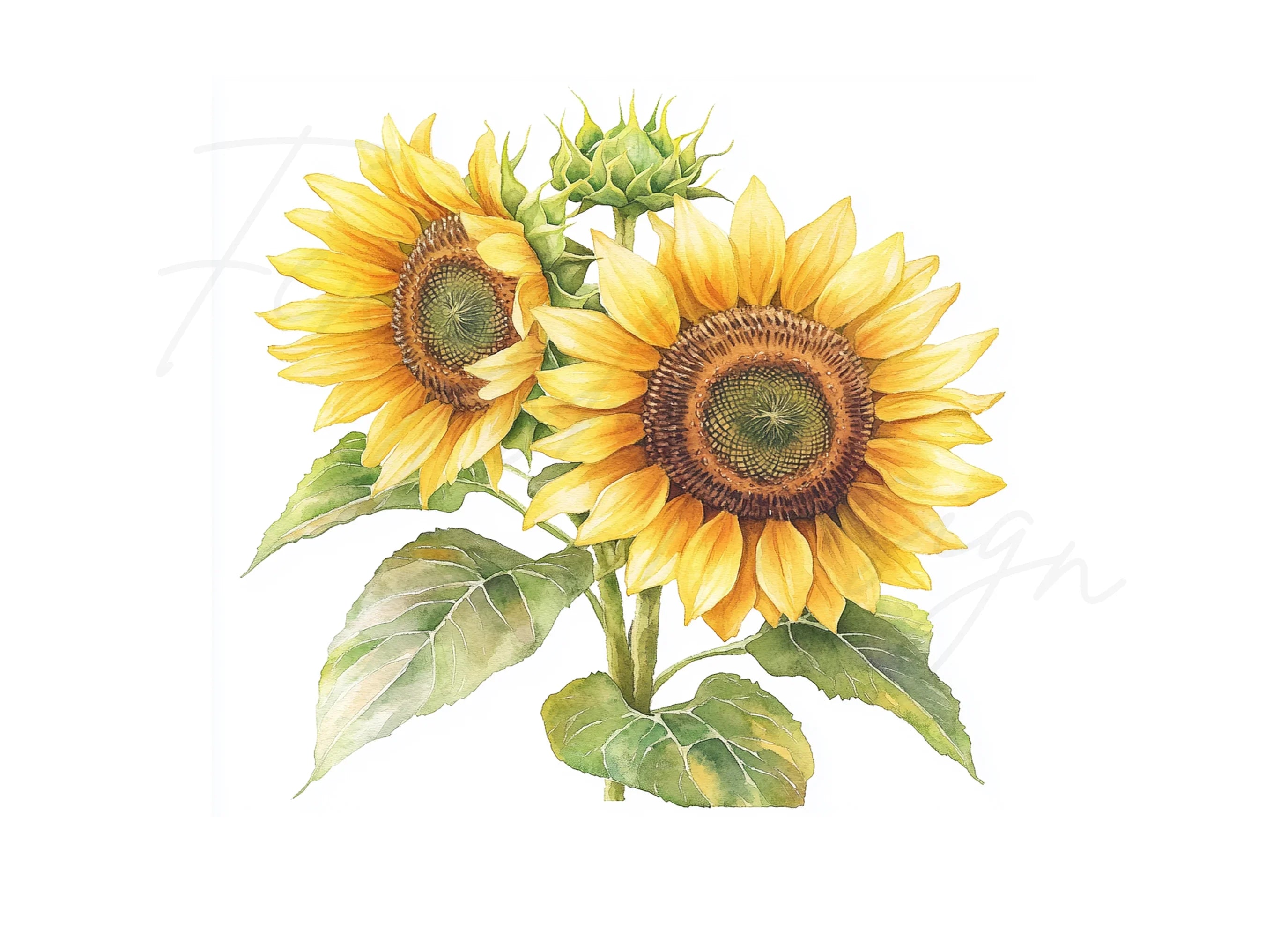 Sunflower Clipart Bundle