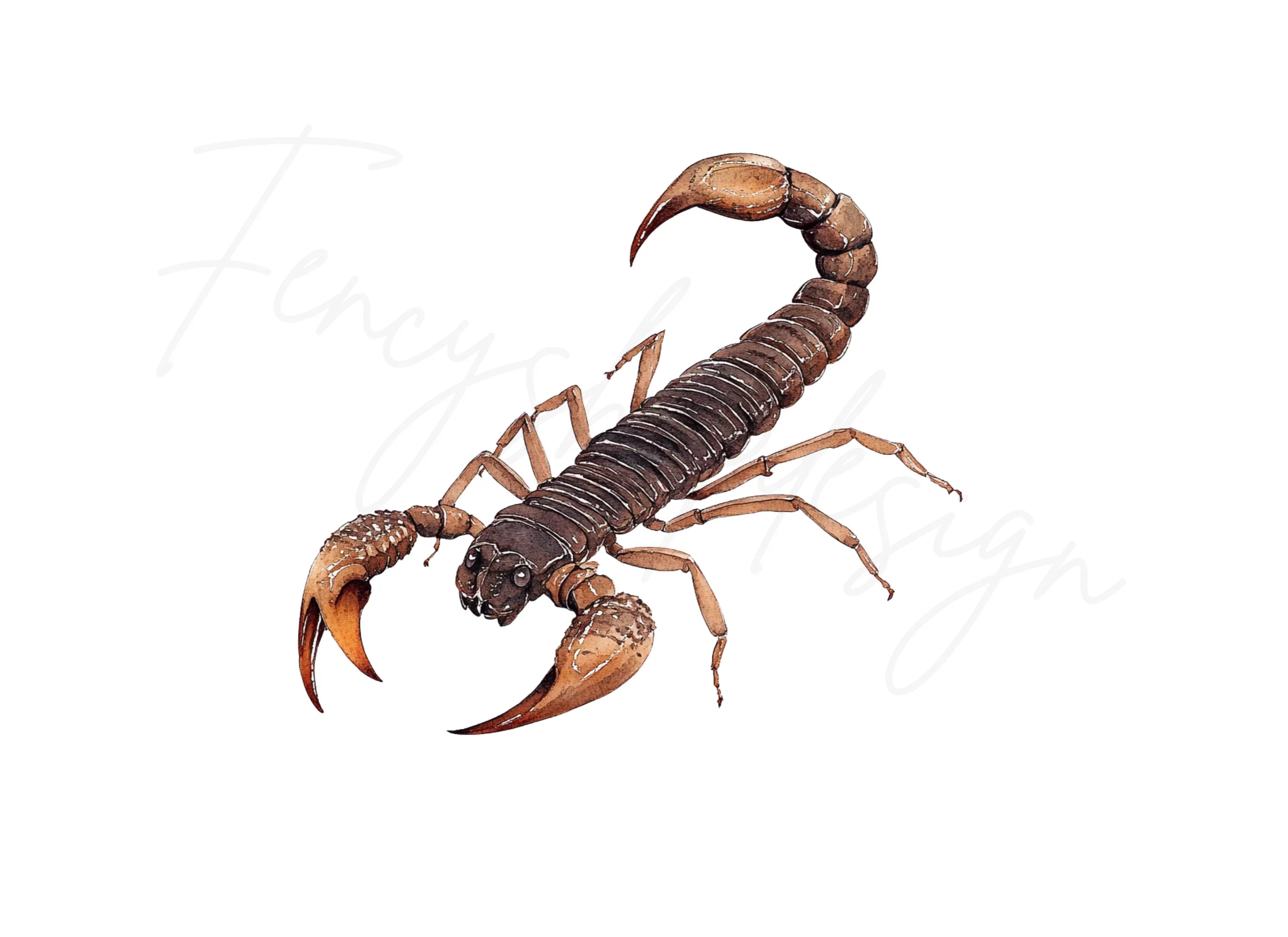 Scorpion Clipart Bundle