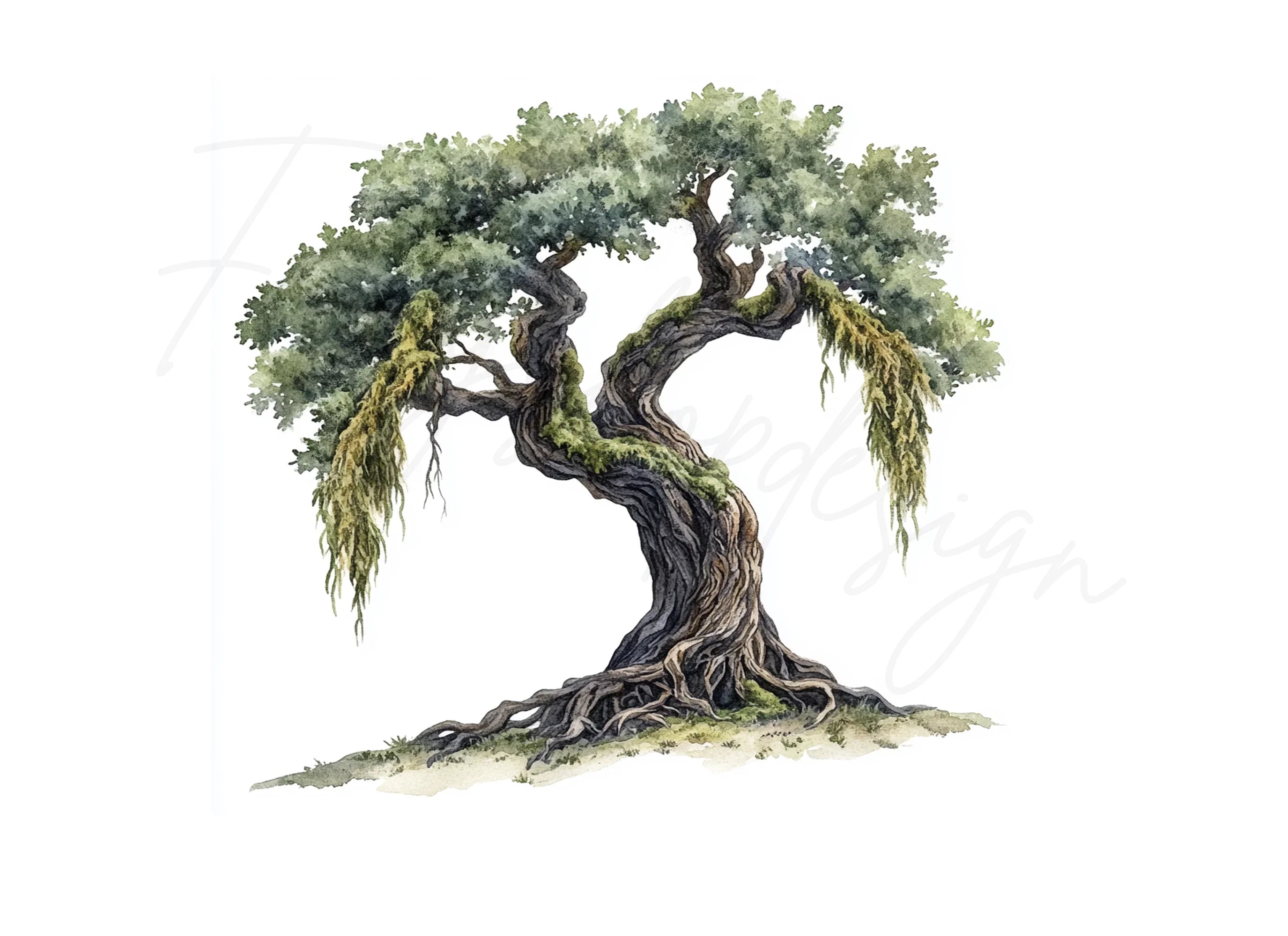 Ancient Oak Tree Clipart Bundle