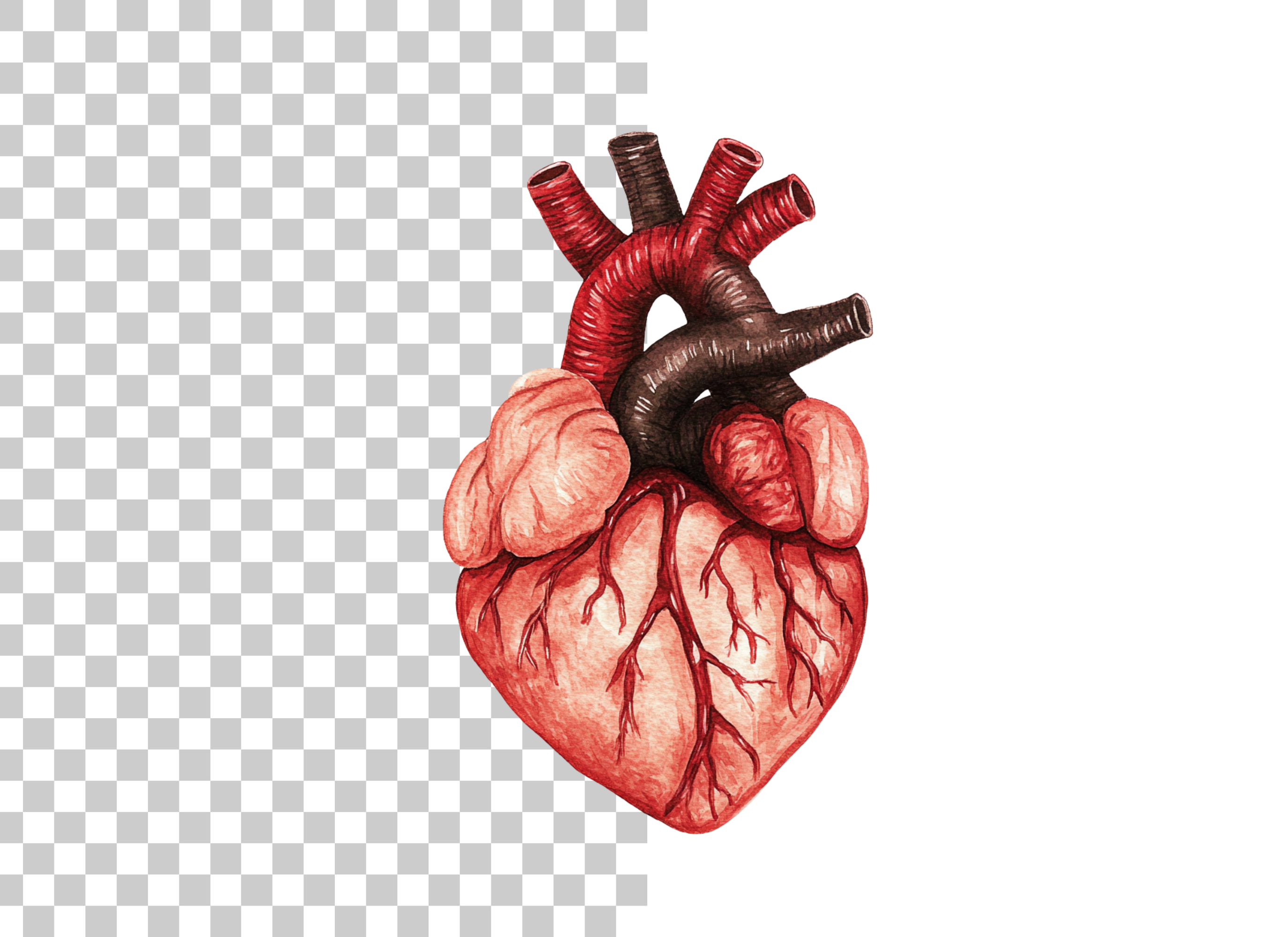 Anatomical Human Heart Clipart Bundle