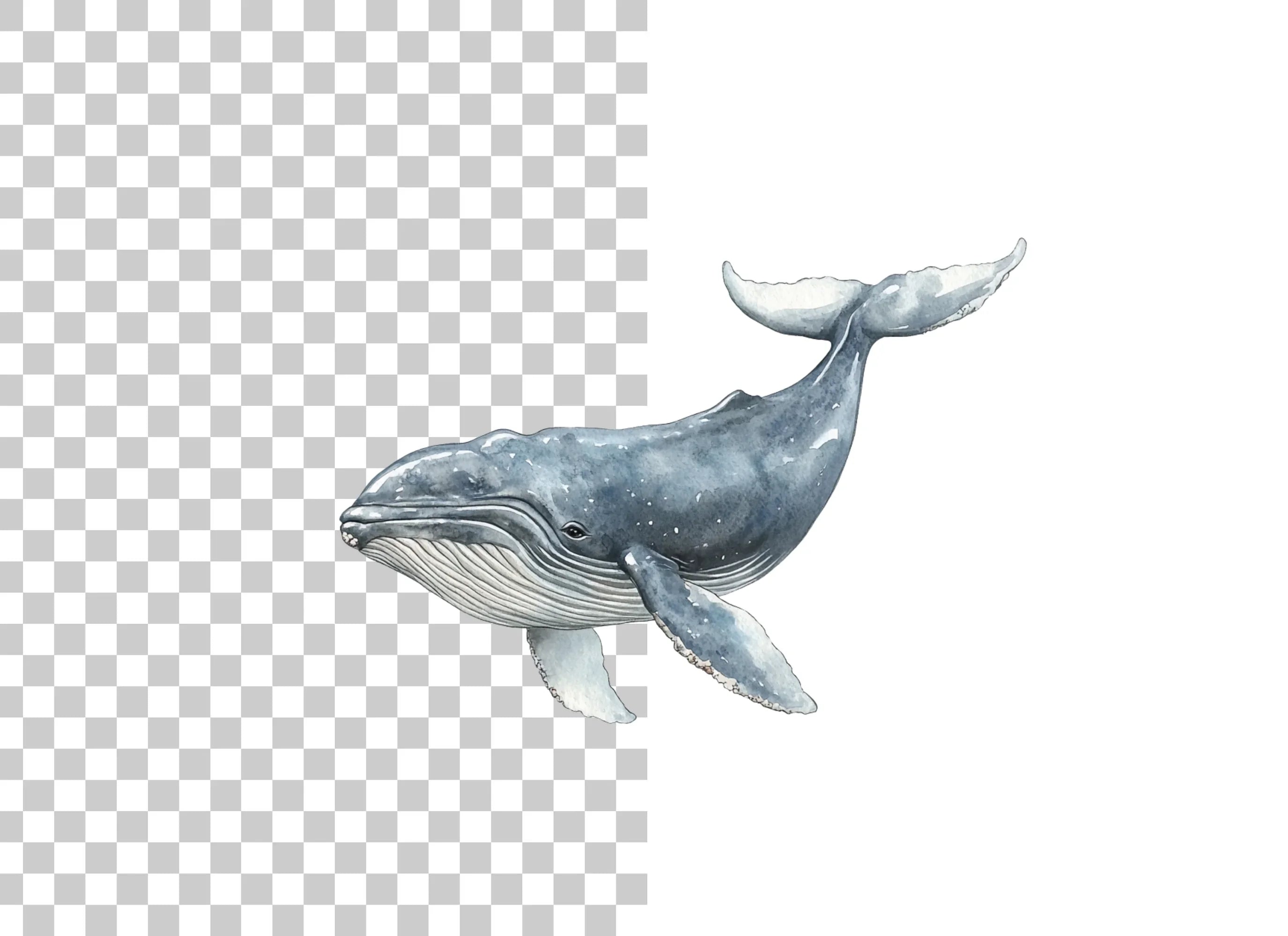 Humpback Whale Clipart Bundle