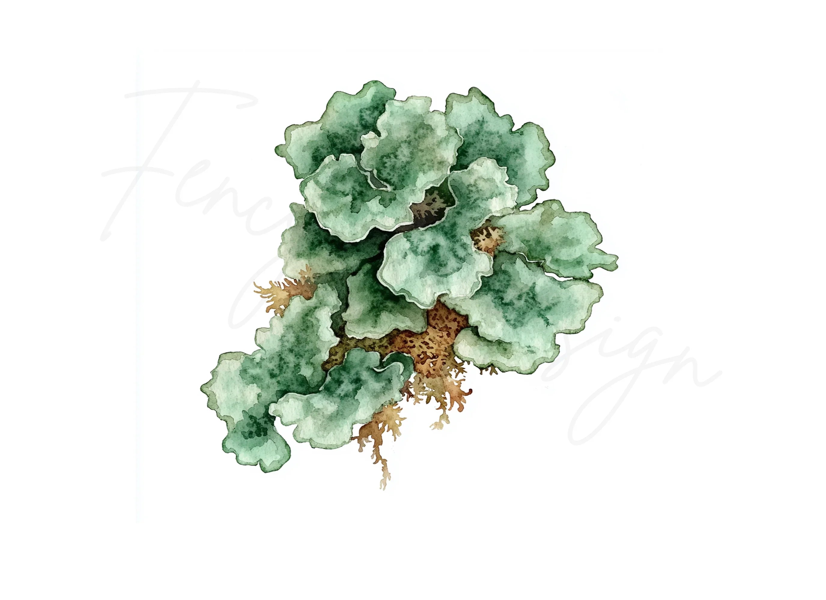 Lichen Clipart Bundle