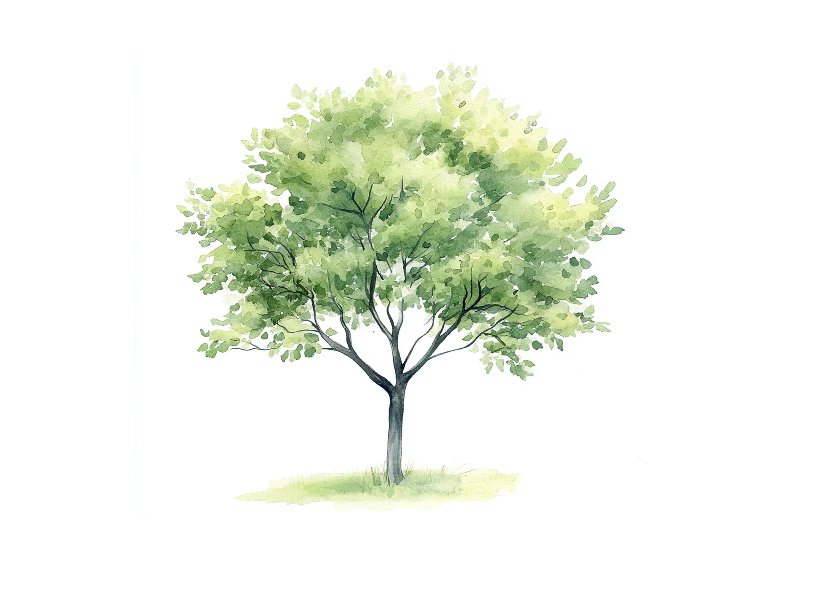Lush Green Tree Clipart Bundle