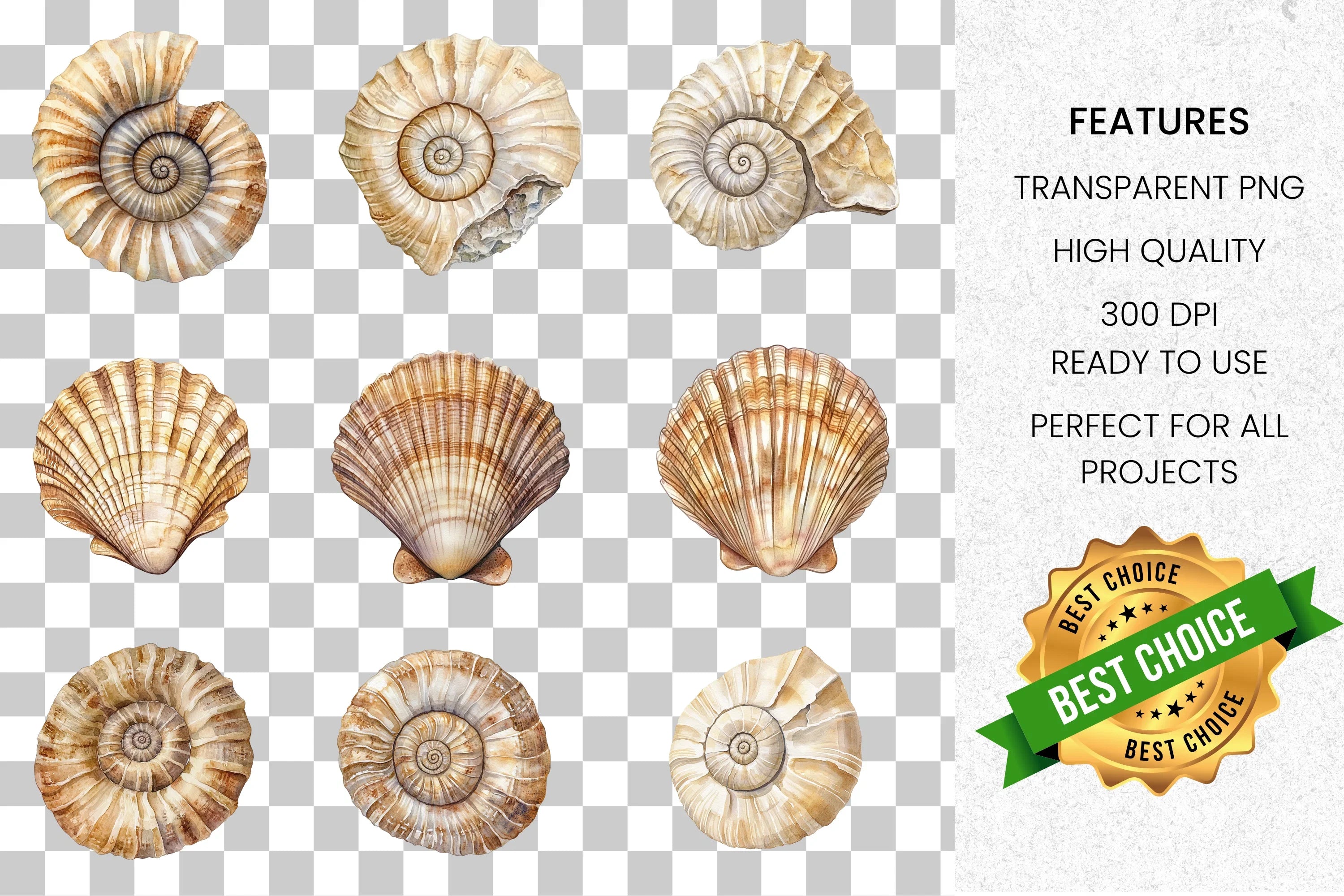 Seashell Ammonite Clipart Bundle