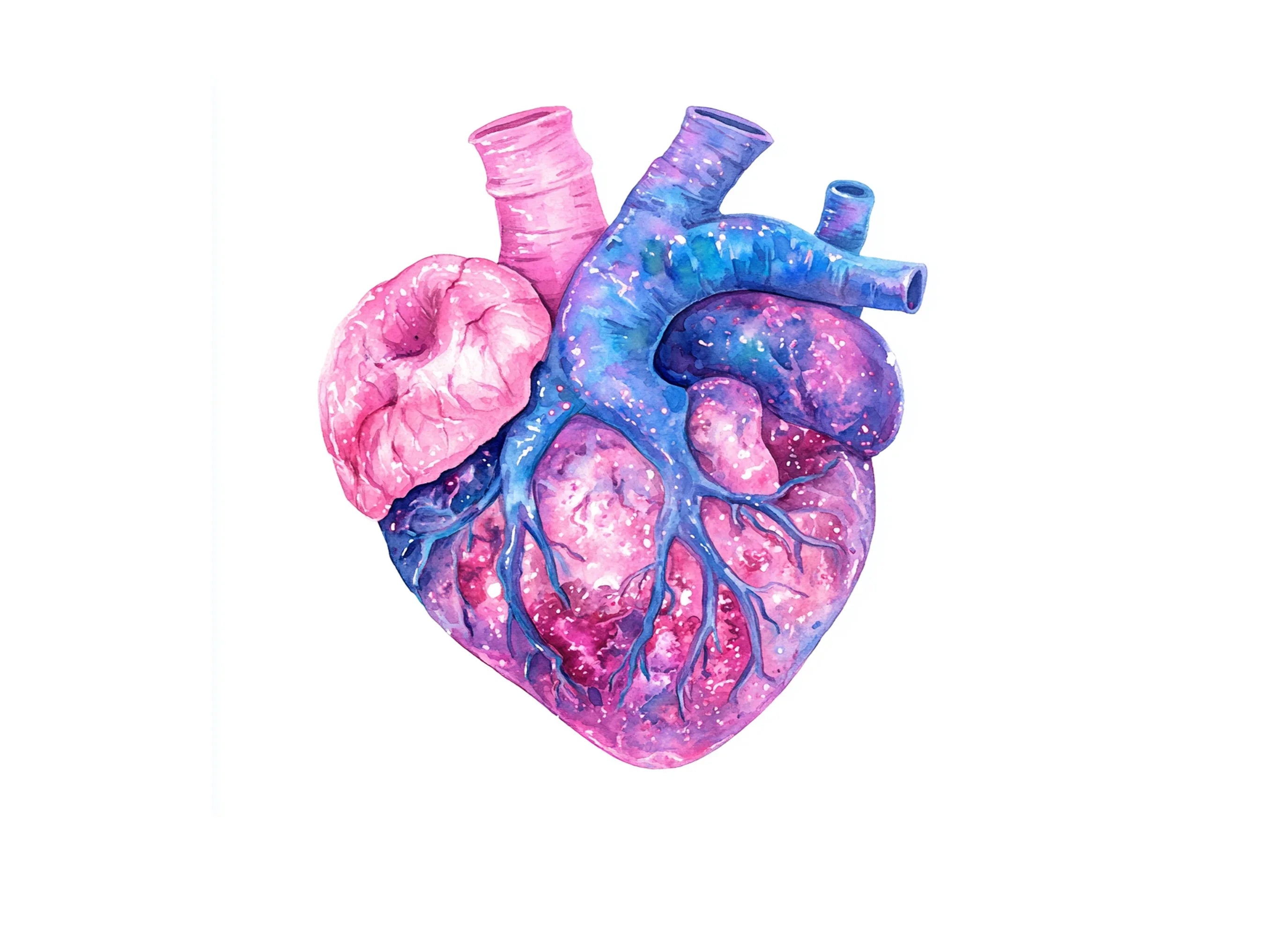 Anatomical Hearts Clipart Bundle
