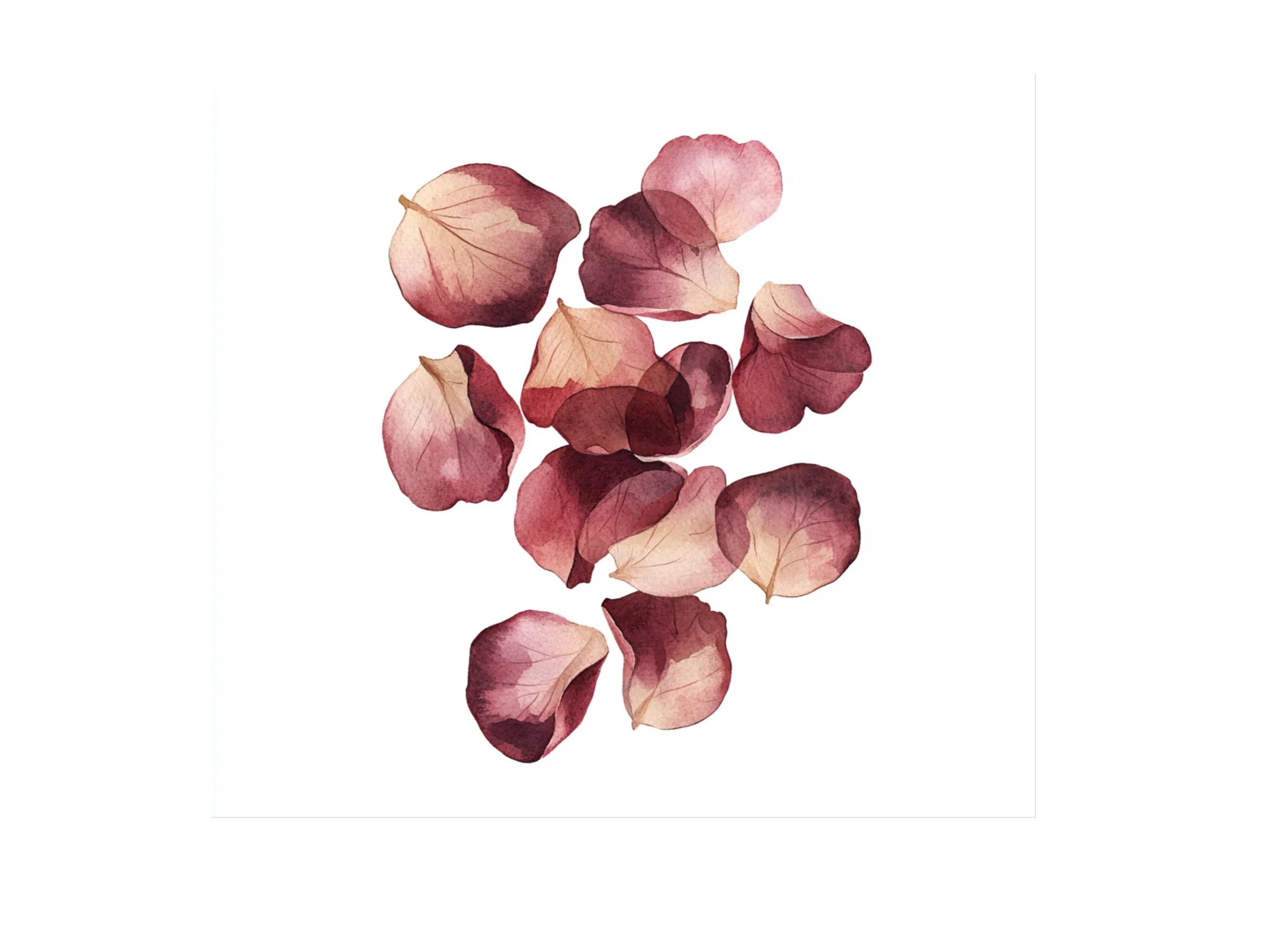 Romantic Rose Petals Clipart Bundle