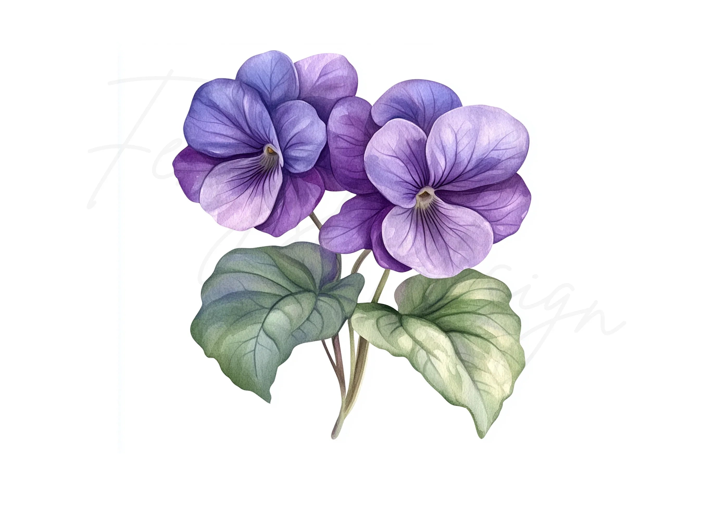 Purple Pansy Flower Clipart Bundle