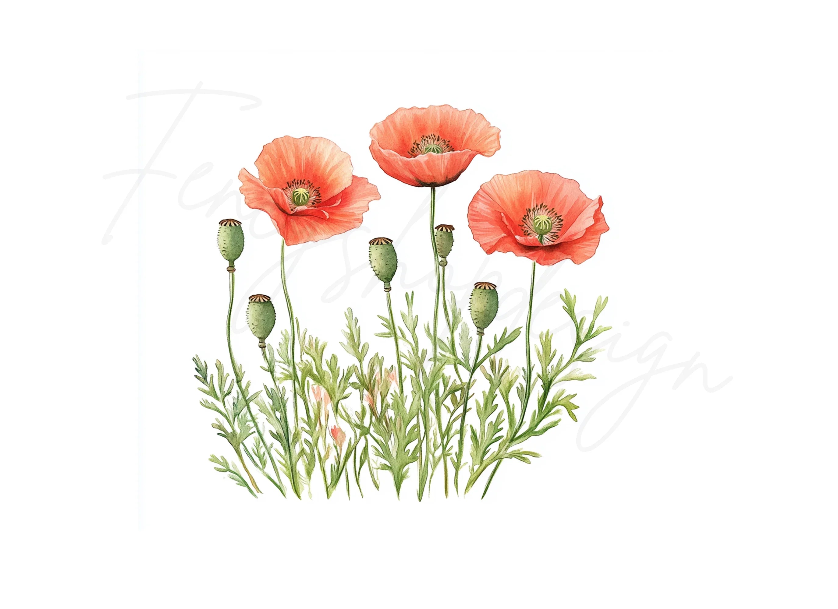 Poppy Flowers Clipart Bundle