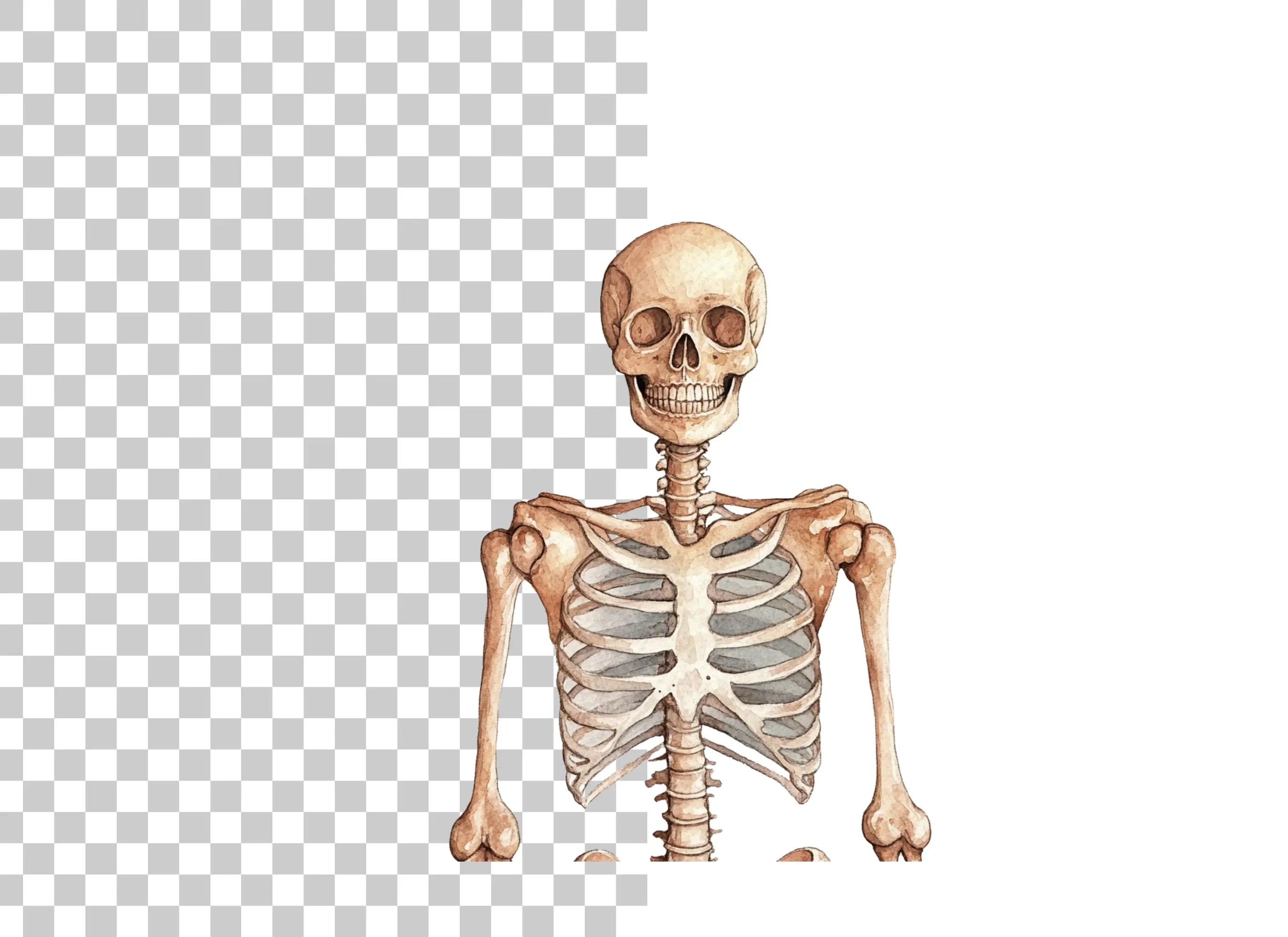 Human Skeleton Anatomy Clipart Bundle