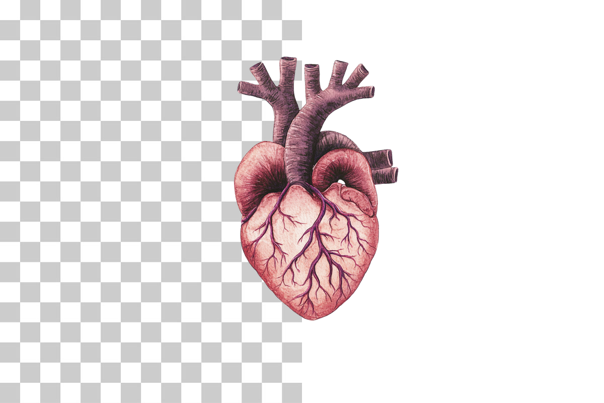 Anatomical Human Heart Illustration Clipart Bundle - CraftNest - Digital Crafting and Art