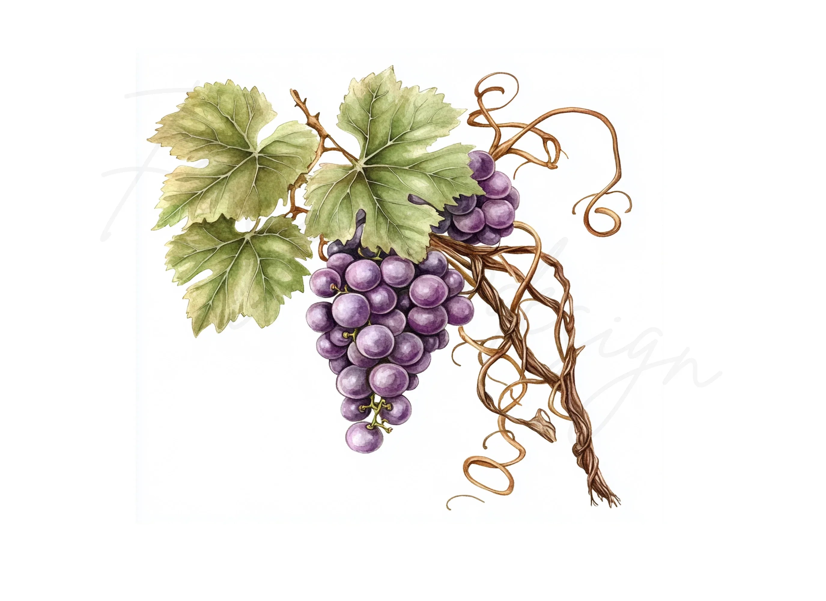 Elegant Grape Cluster Clipart Bundle