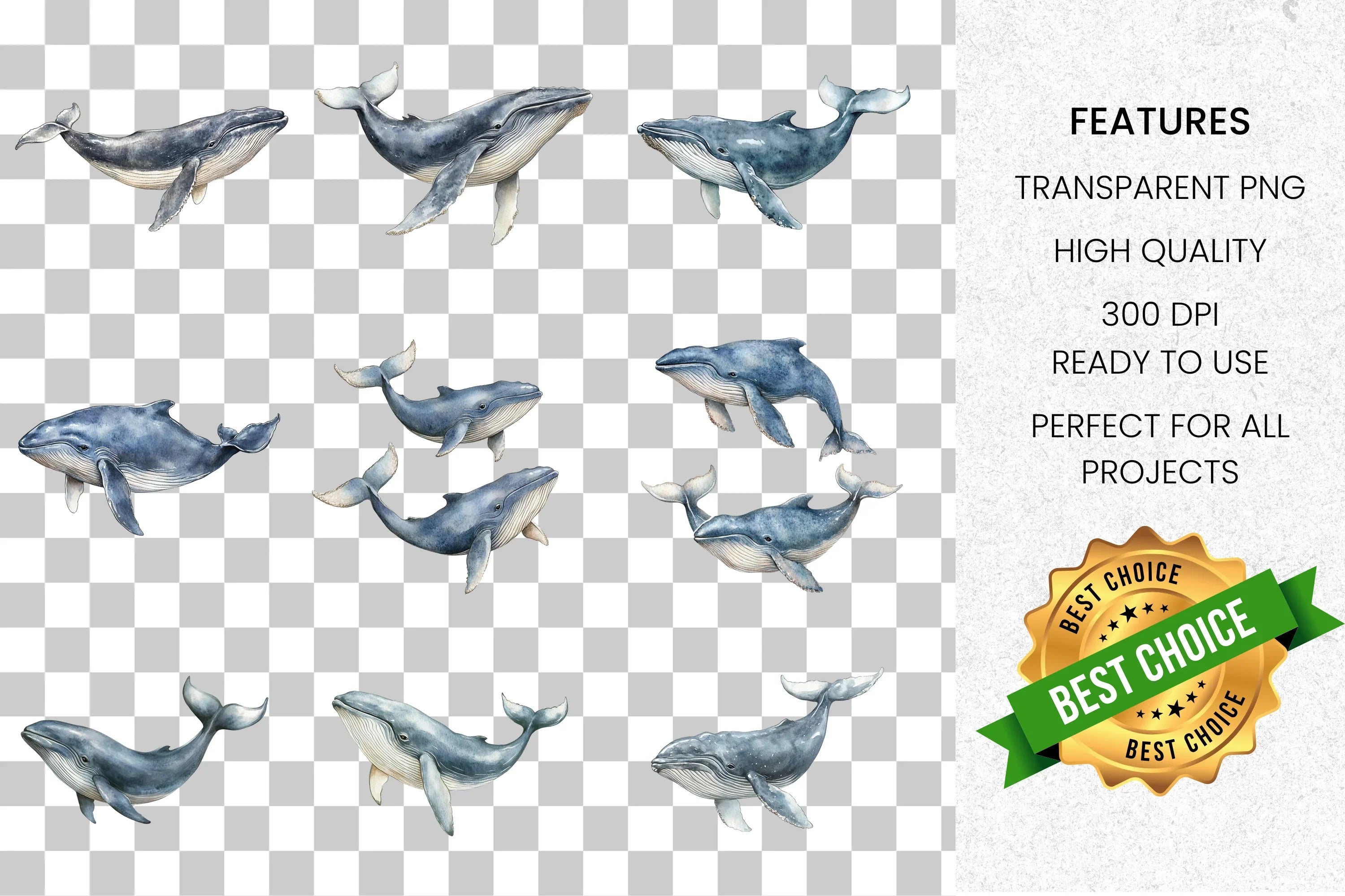 Whale Clipart Bundle