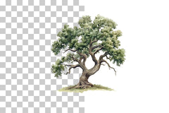 Old Oak Tree Nature Clipart Bundle - CraftNest - Digital Crafting and Art
