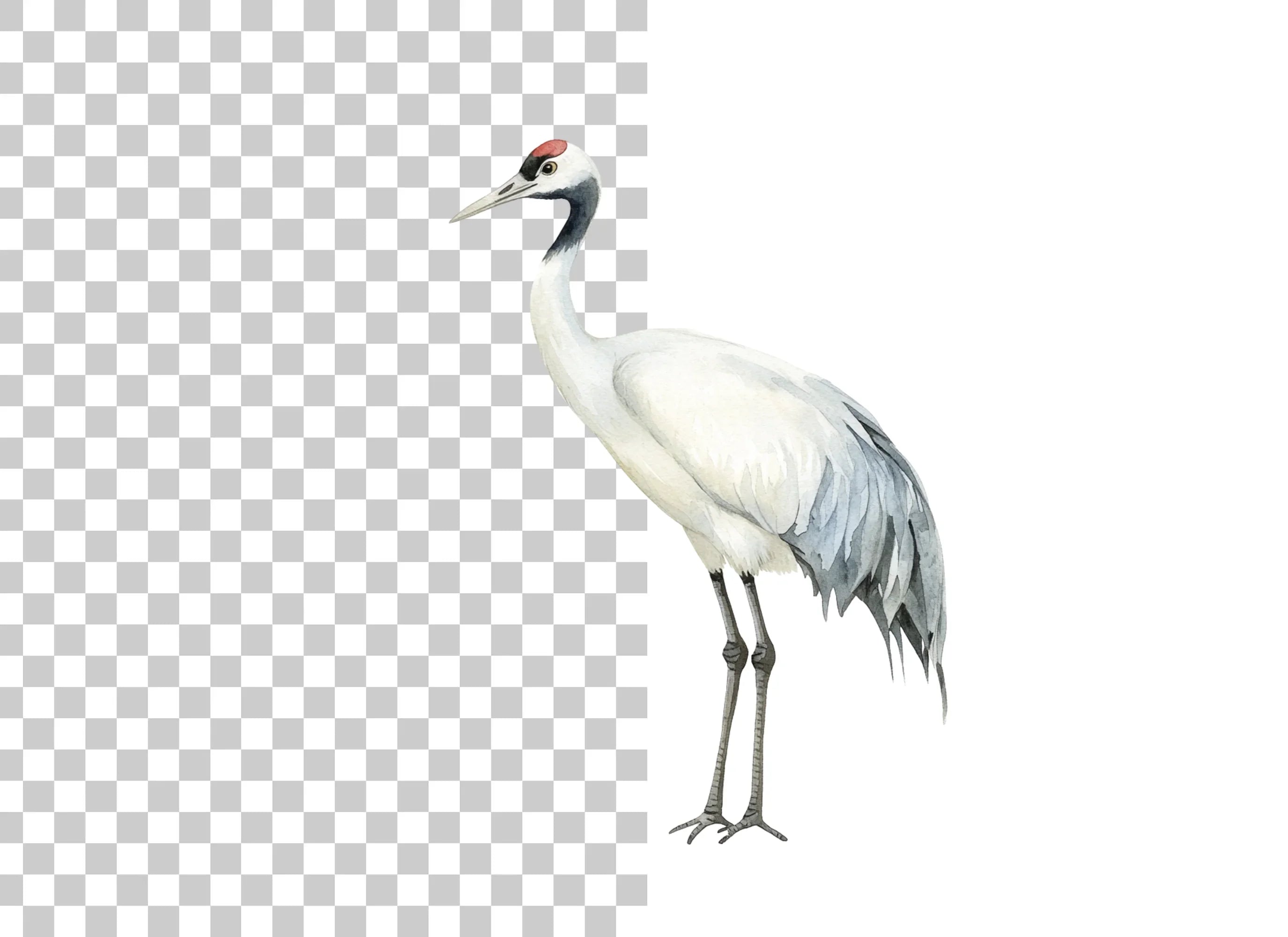 Elegant Red Crowned Crane Clipart Bundle