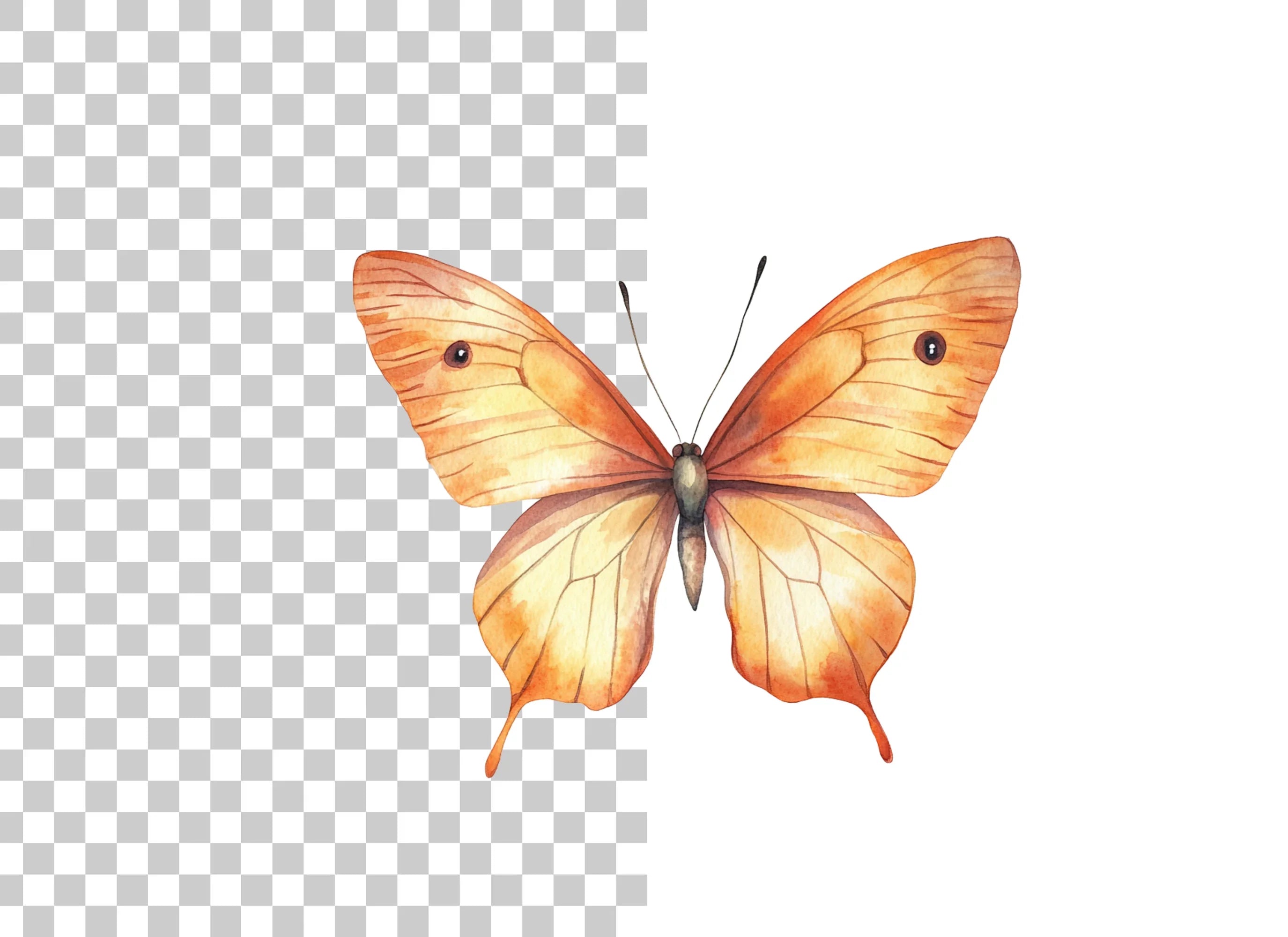 Orange Butterfly Clipart Bundle