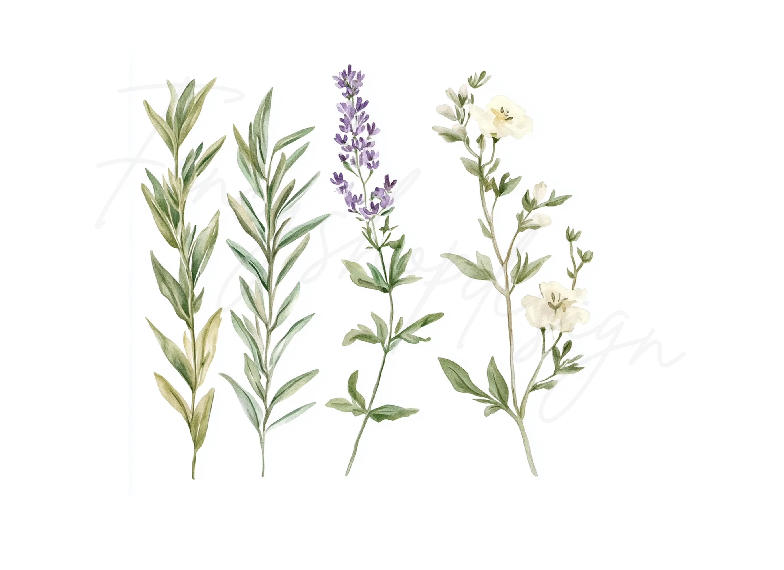 Lavender Greenery Clipart Bundle