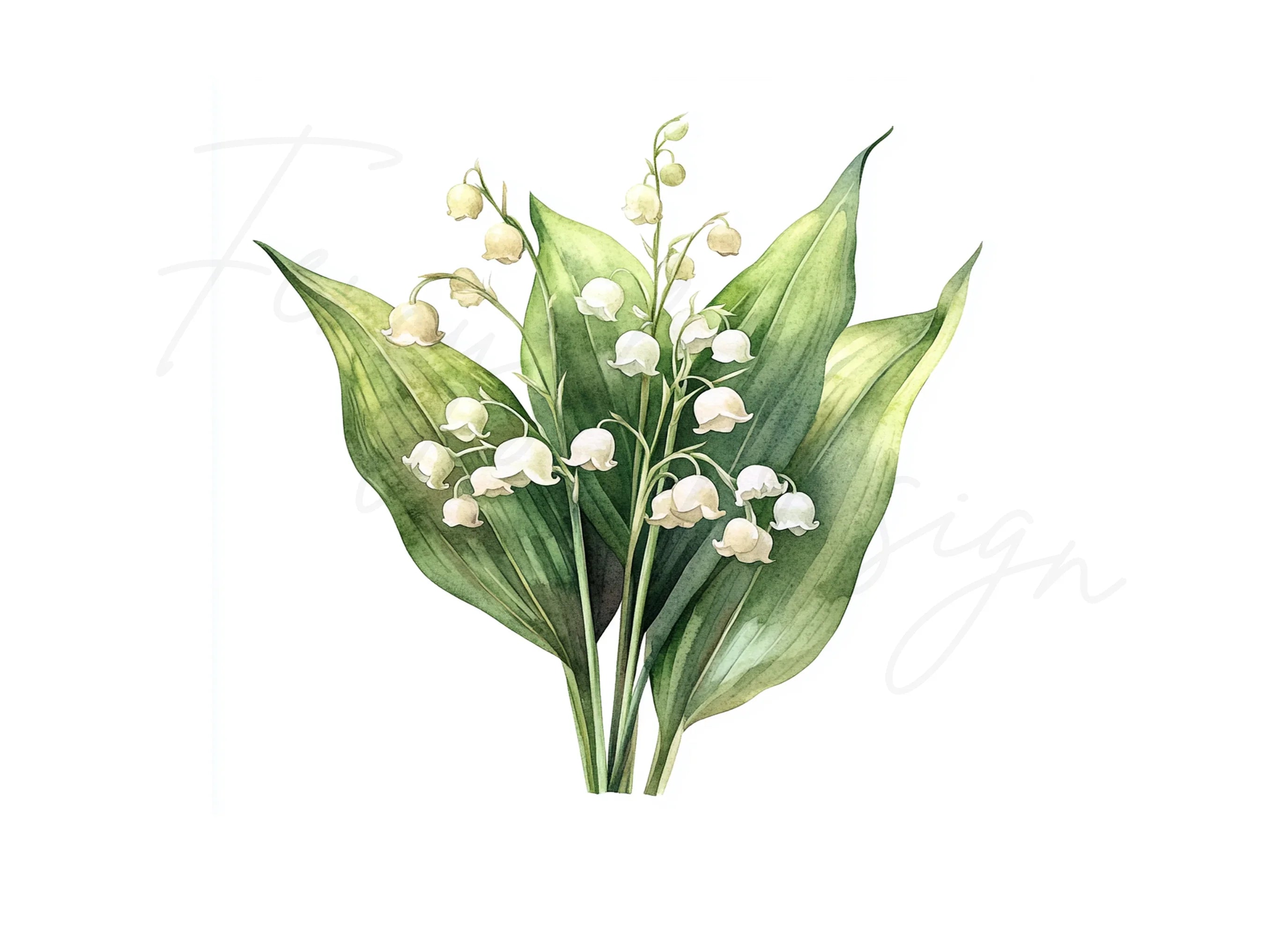 Elegant Lily of the Valley Clipart Bundle