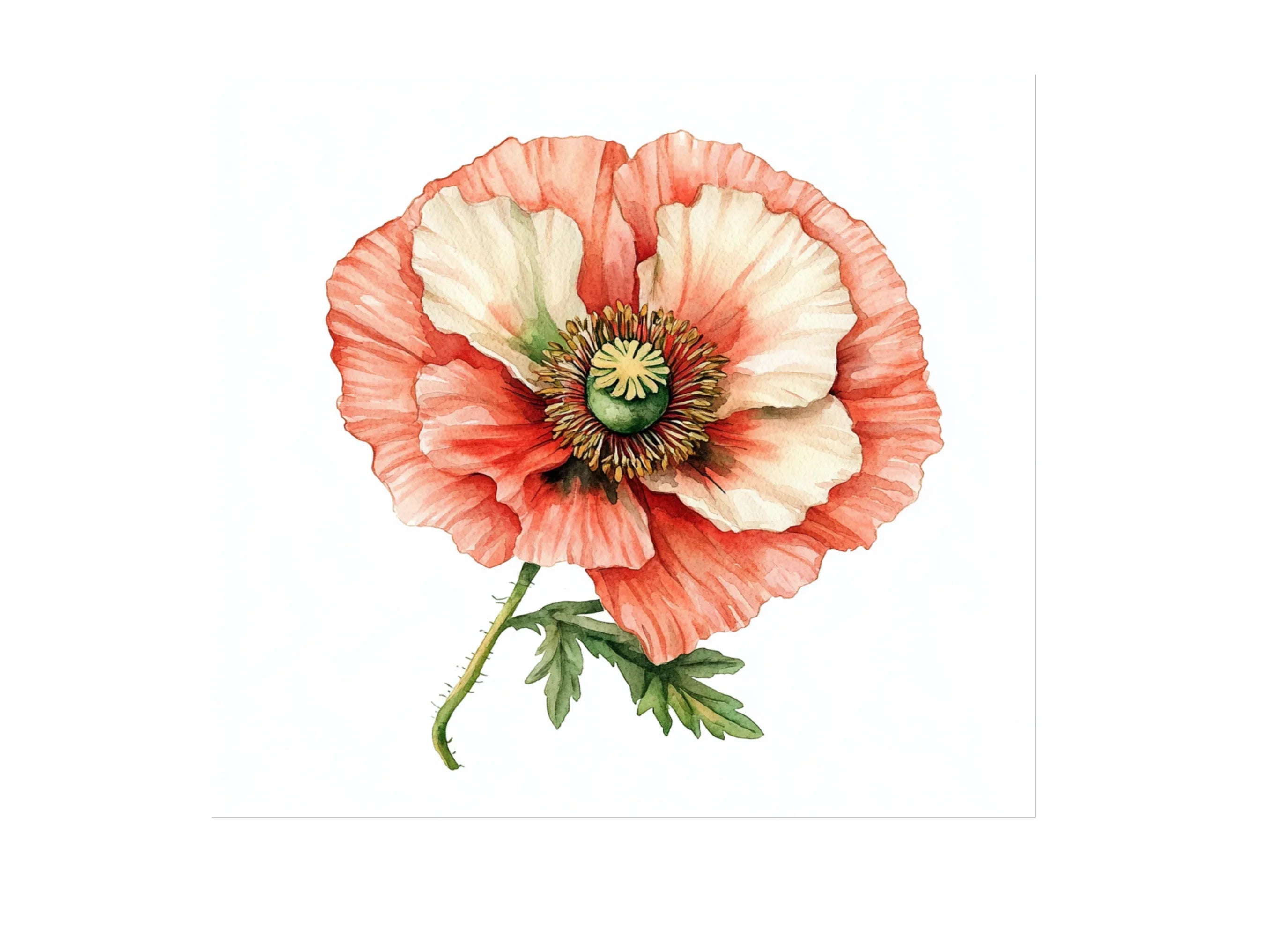 Vibrant Red Poppy Flower Clipart Bundle