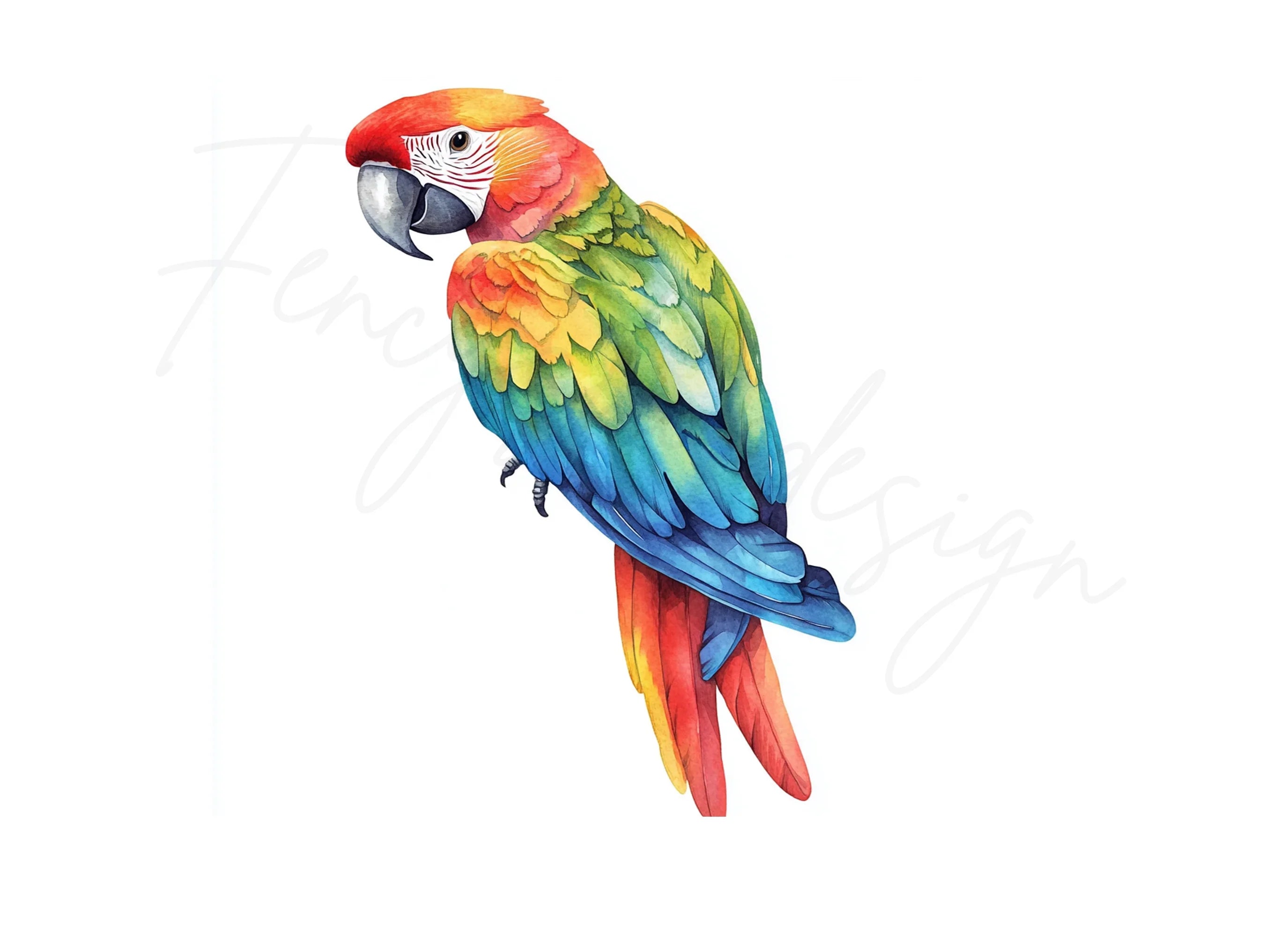 Vibrant Macaw Parrot Clipart Bundle