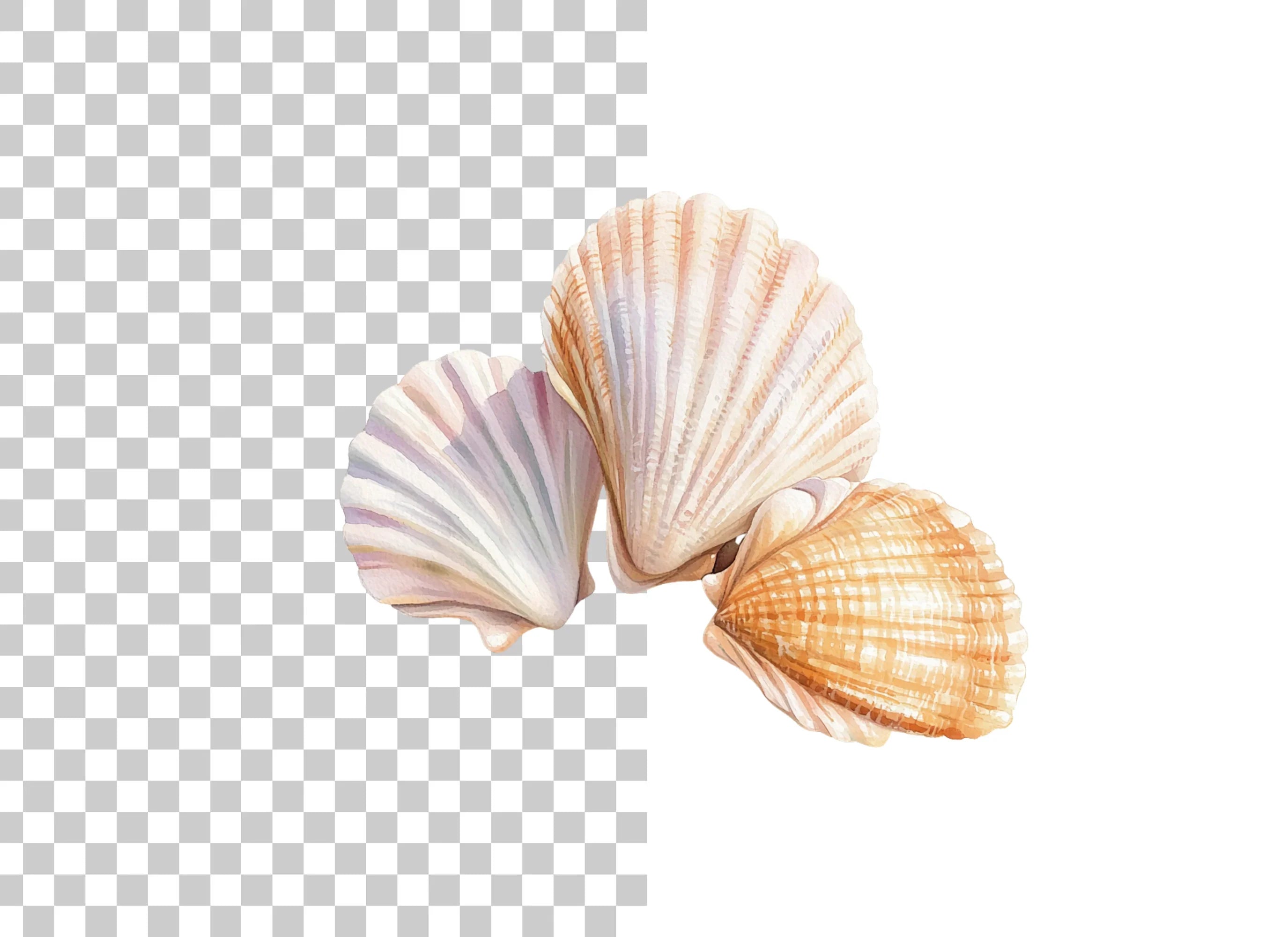 Elegant Seashells Clipart Bundle