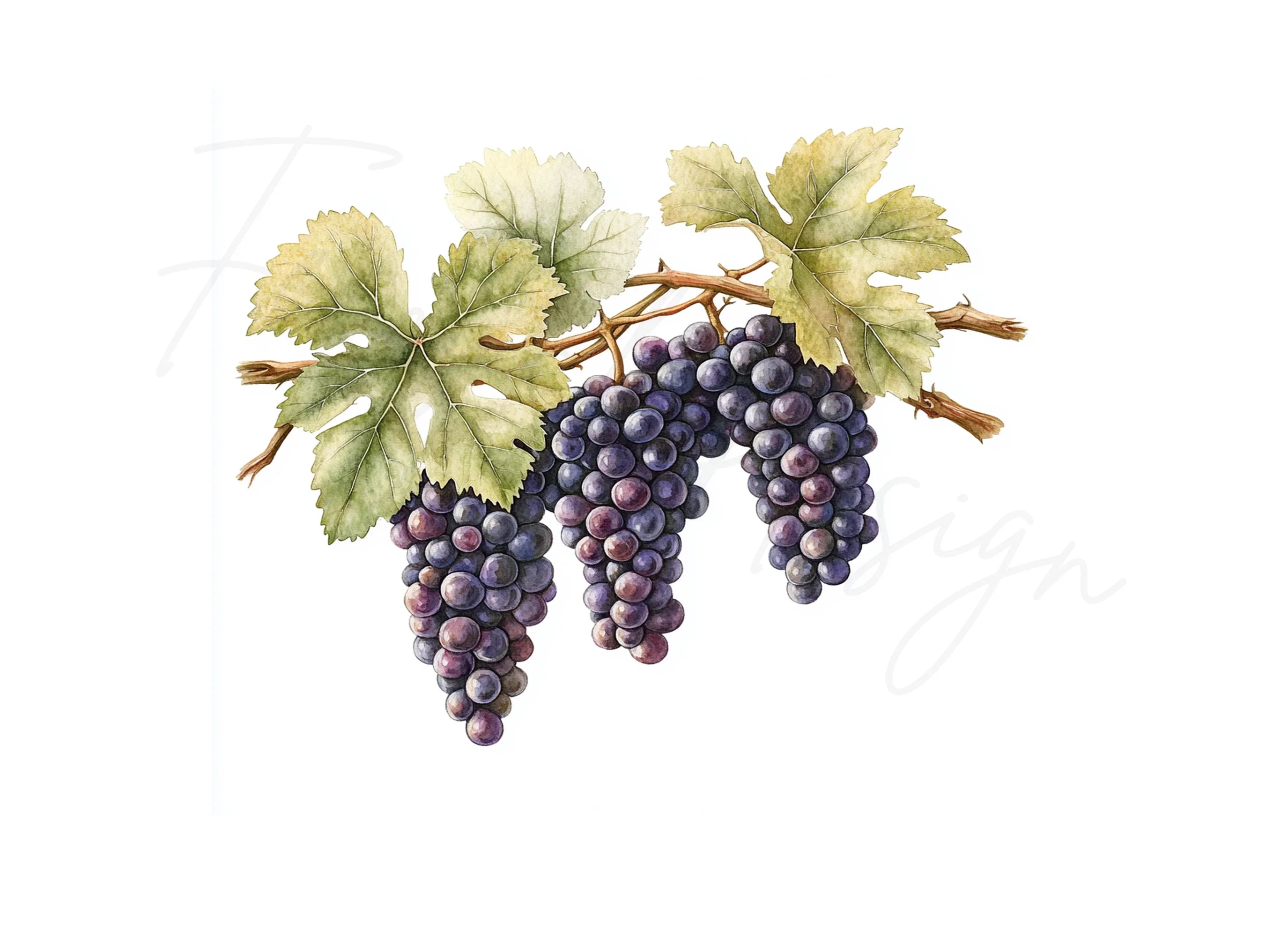Grape Vine Clipart Bundle