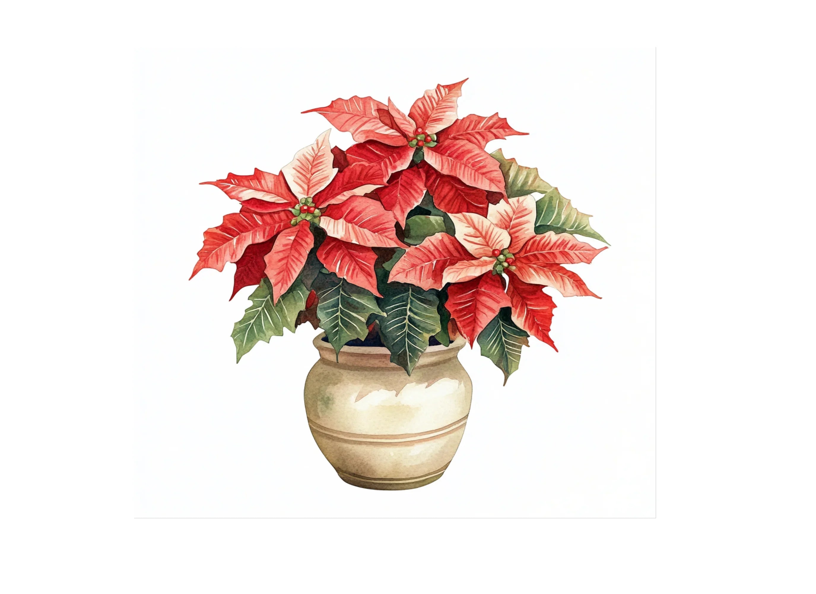 Potted Poinsettia Clipart Bundle