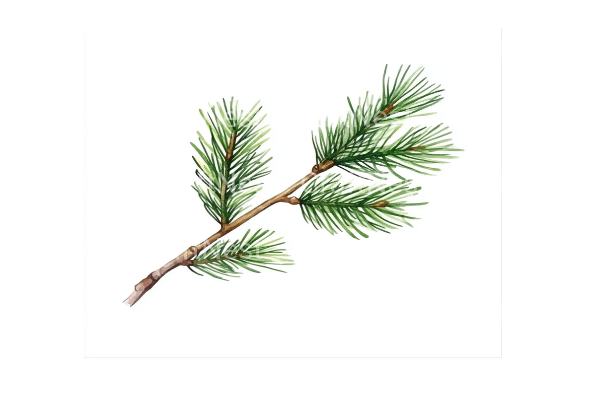 Pine Branch Greenery Artwork Clipart Bundle