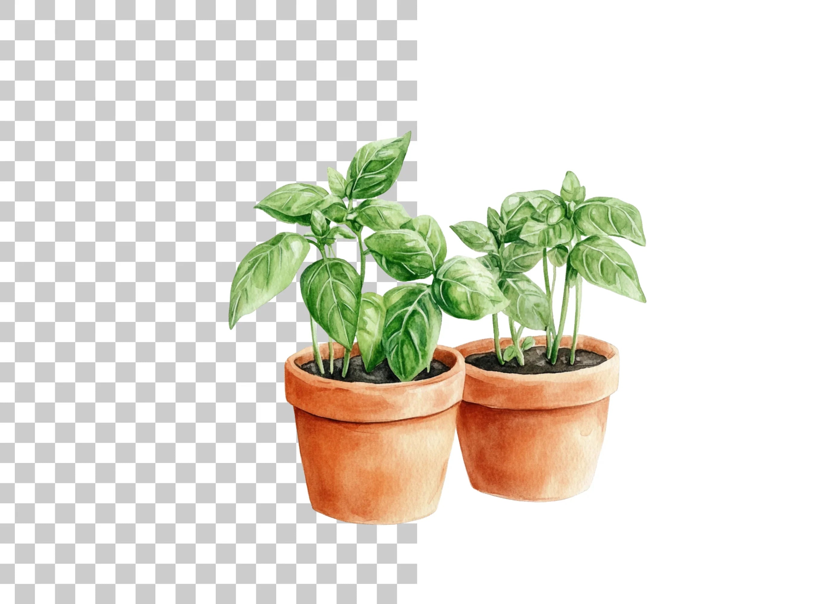 Fresh Herb Potted Plants Clipart Bundle