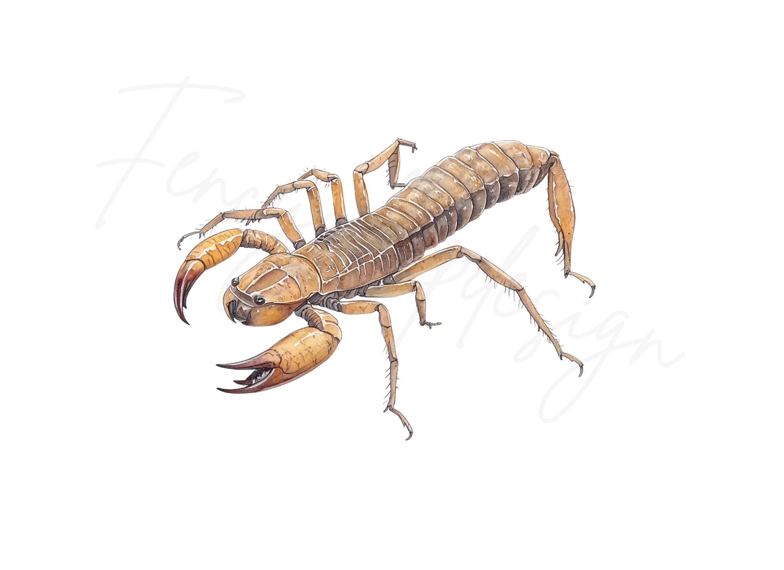 Detailed Solifugae Illustration Clipart Bundle
