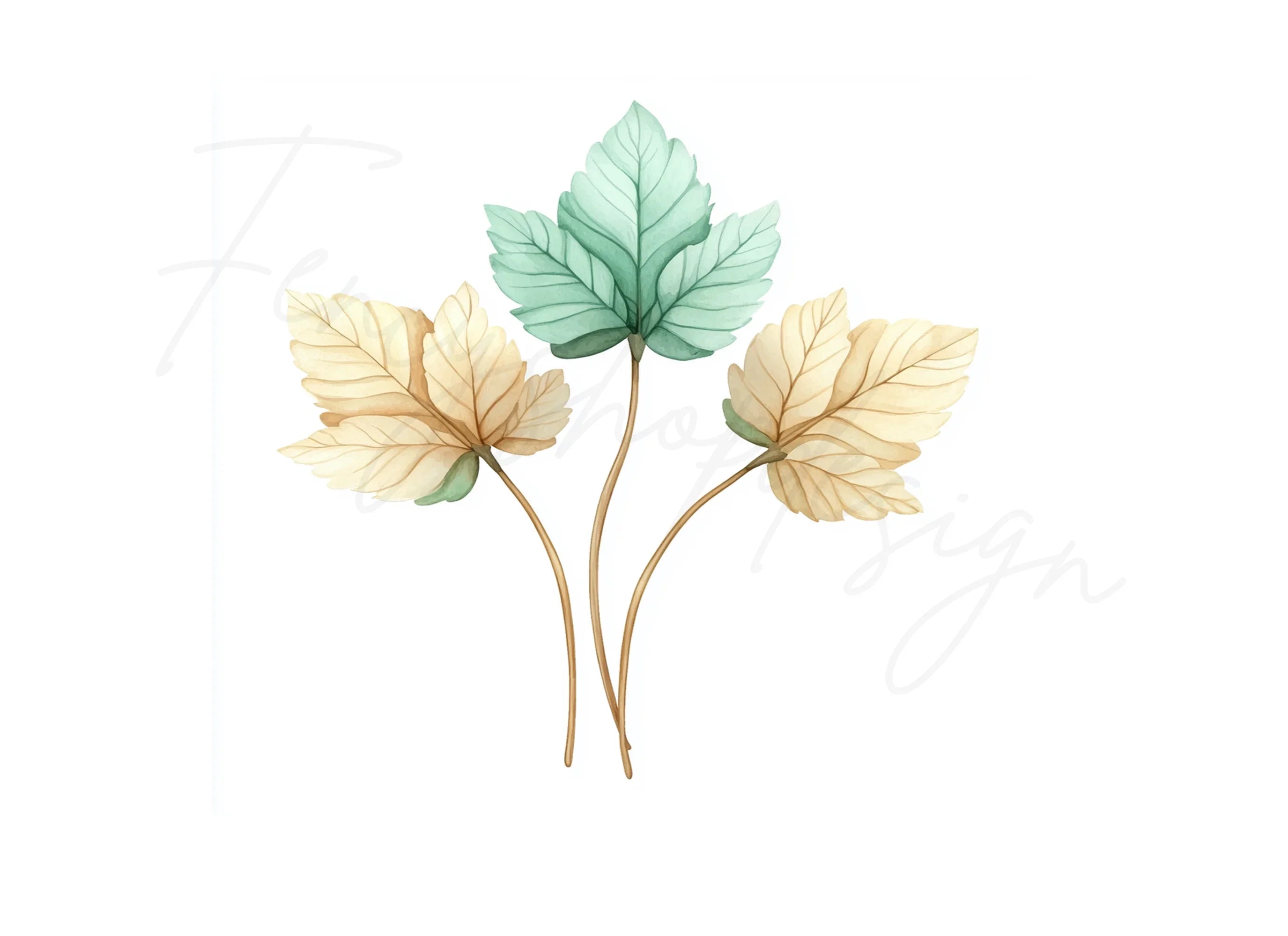 Autumn Leaves Clipart Bundle
