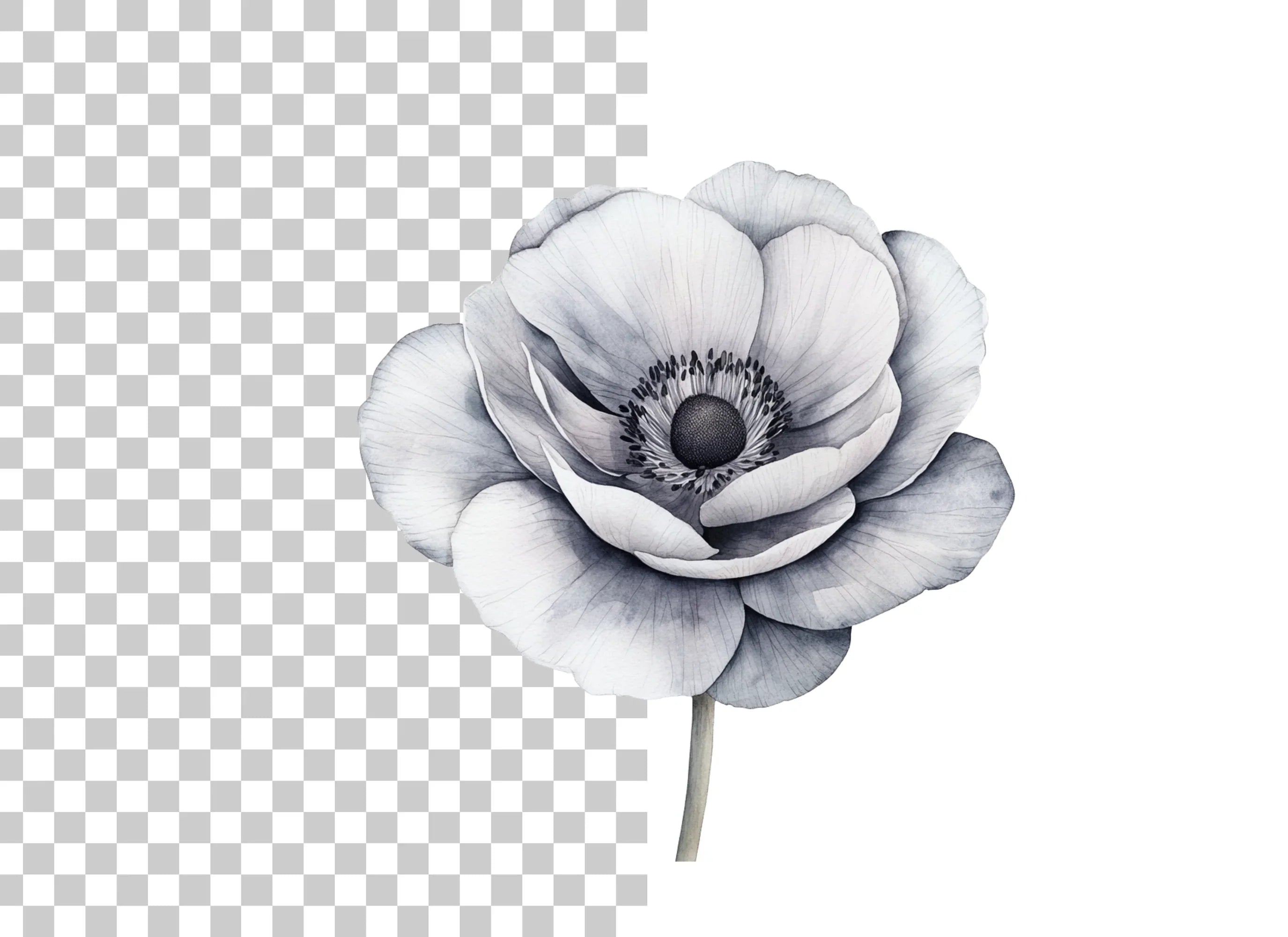 Anemone Clipart Bundle