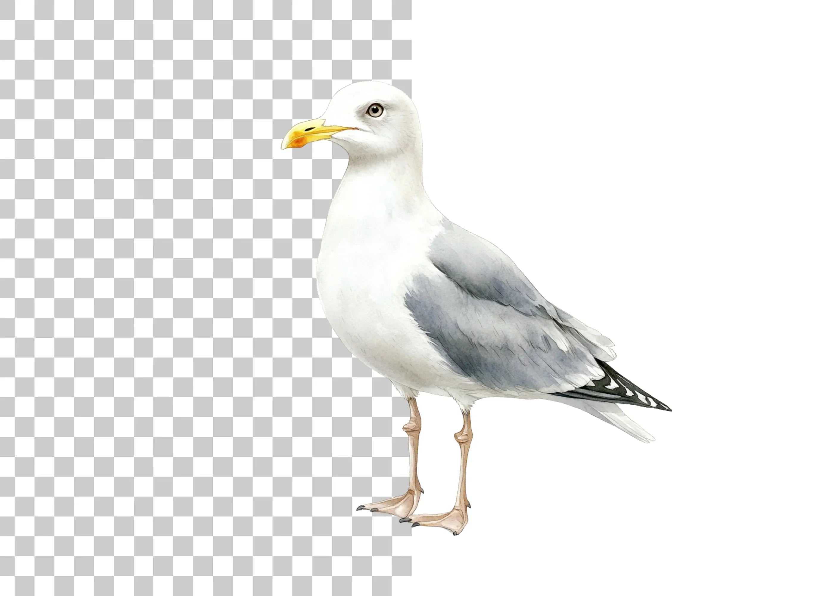 Vibrant Seagull Clipart Bundle
