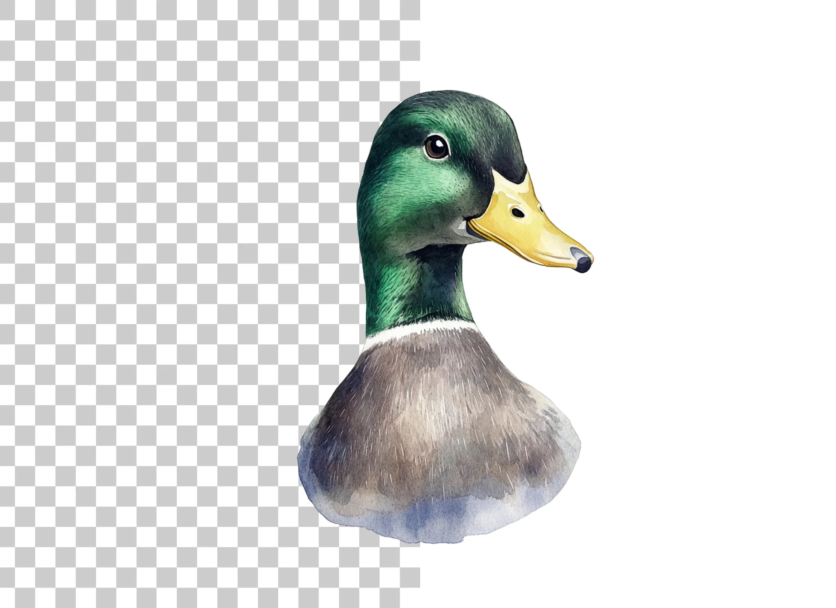 Mallard Duck Head Clipart Bundle