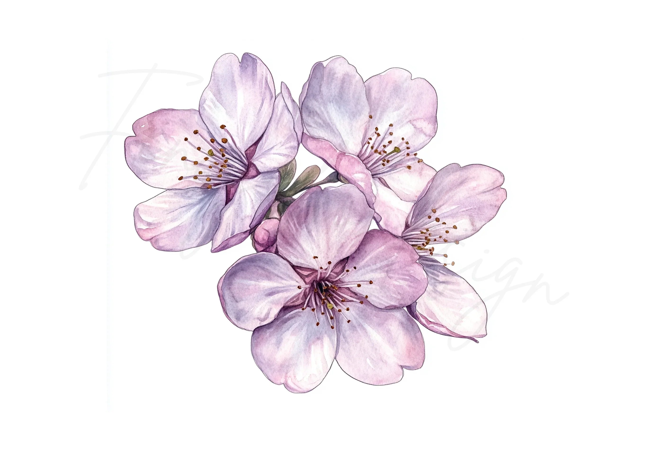 Delicate Cherry Blossom Clipart Bundle