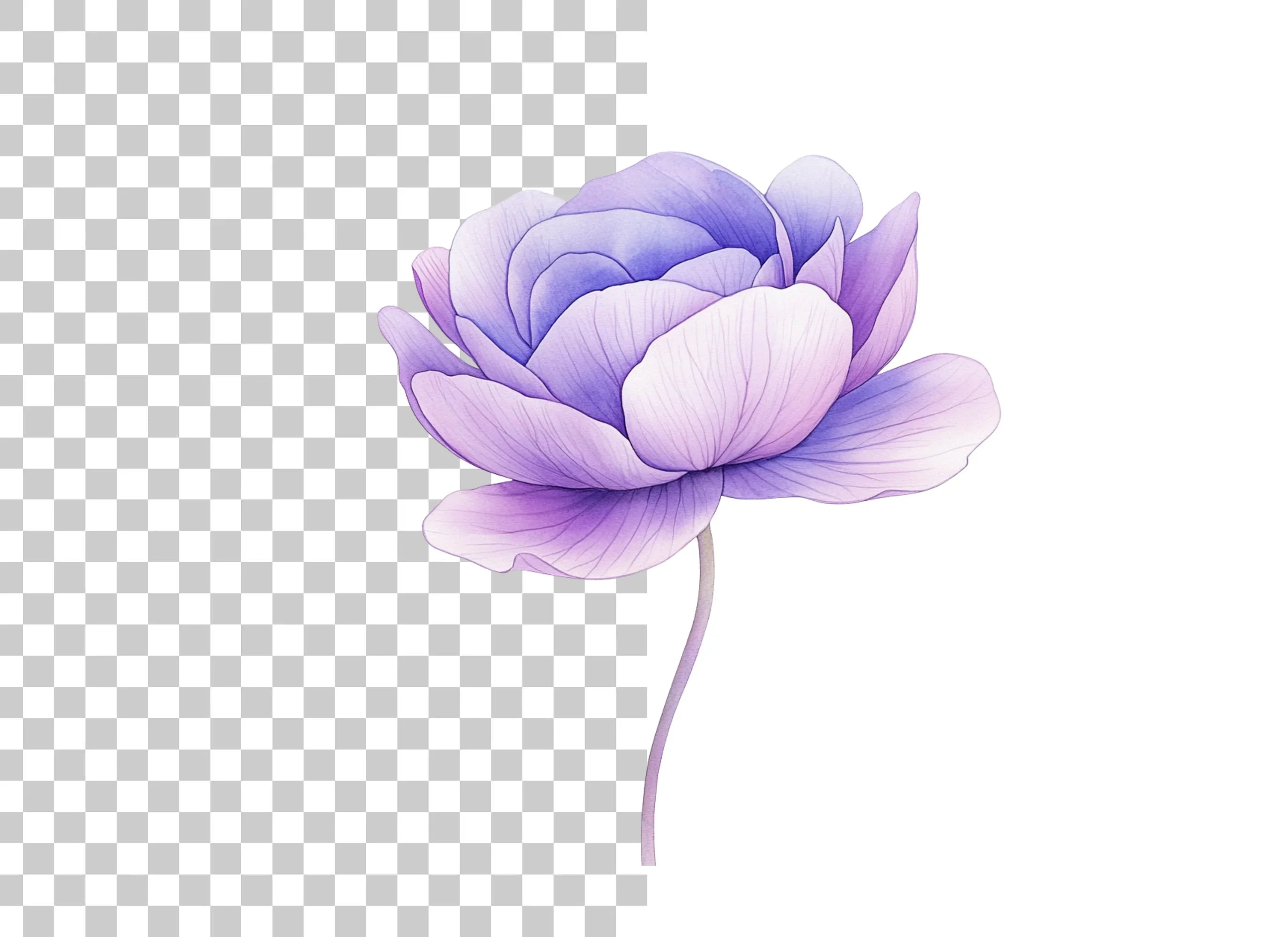 Elegant Purple Peony Flower Clipart Bundle