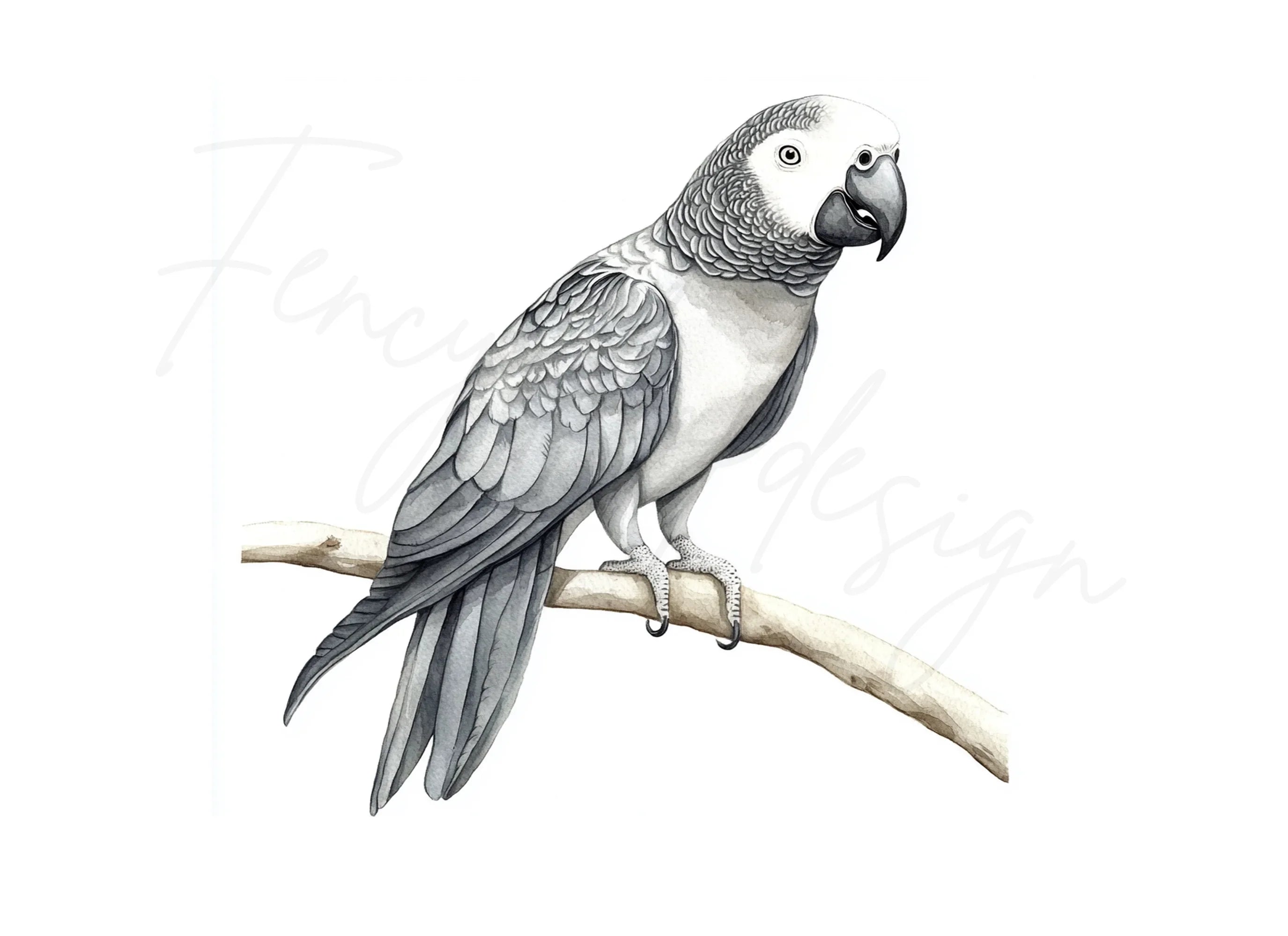 Cute African Grey Parrot Clipart Bundle