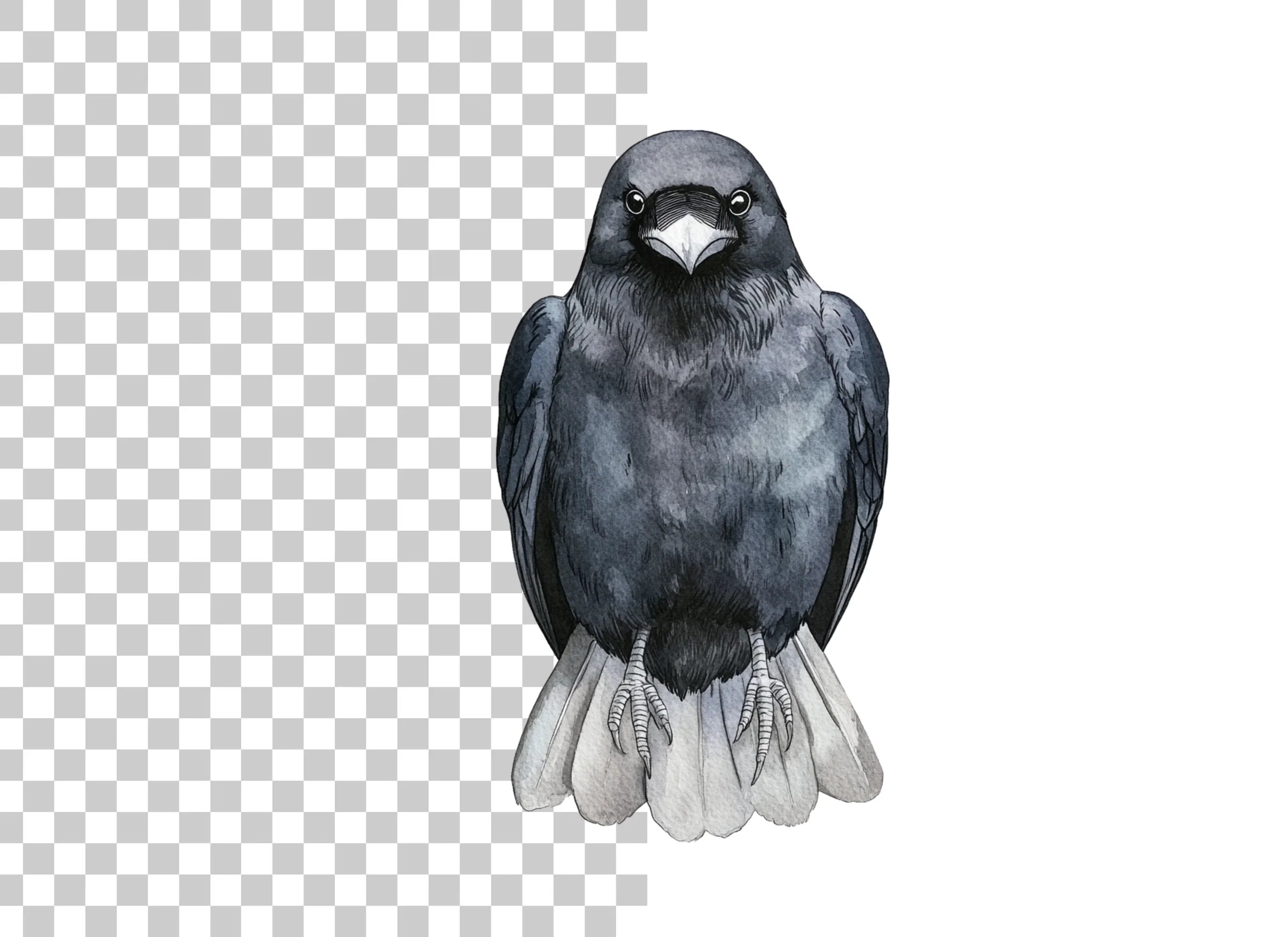 Front Facing Crow Clipart Bundle