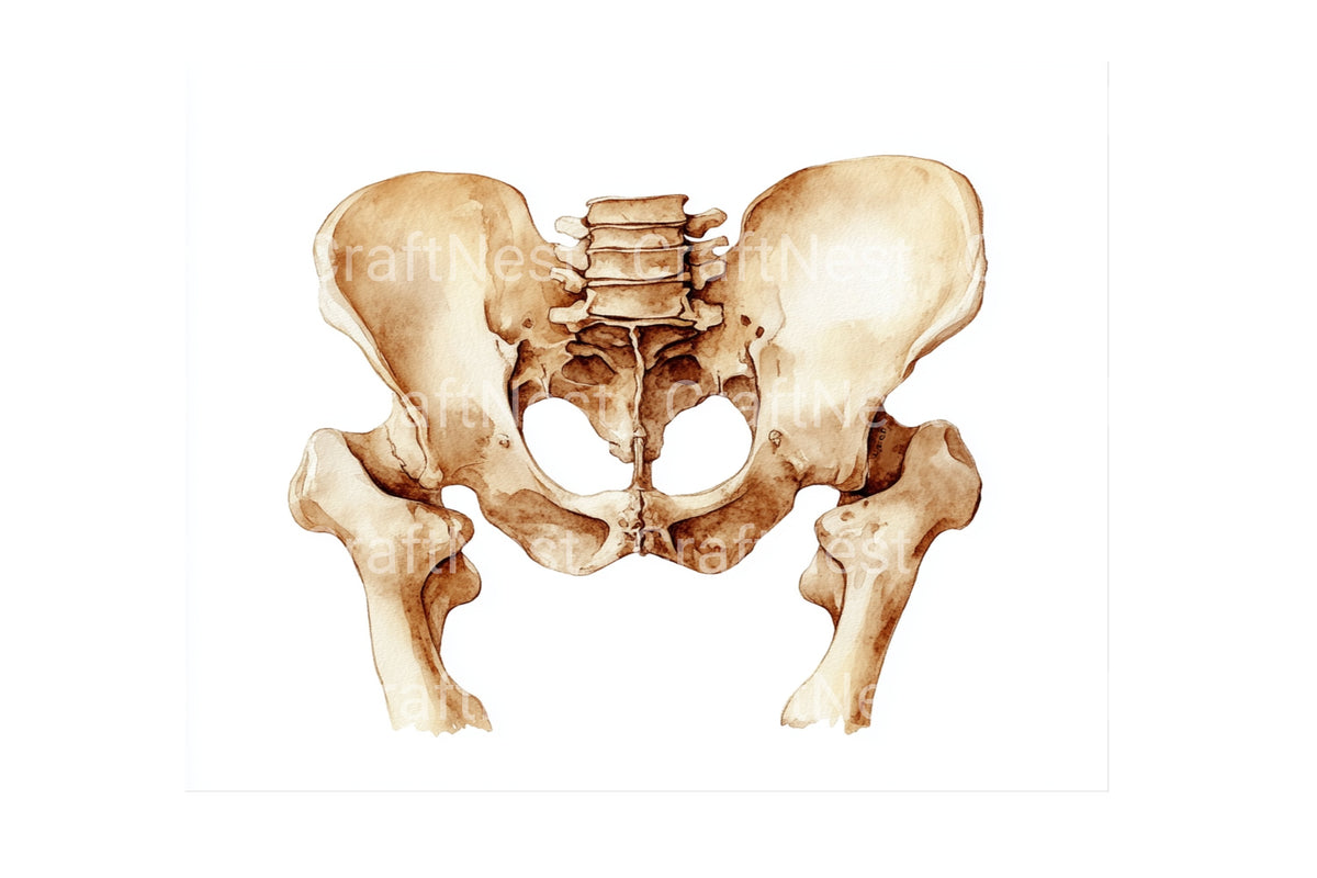 Human Pelvis Bones Anatomy Clipart Bundle