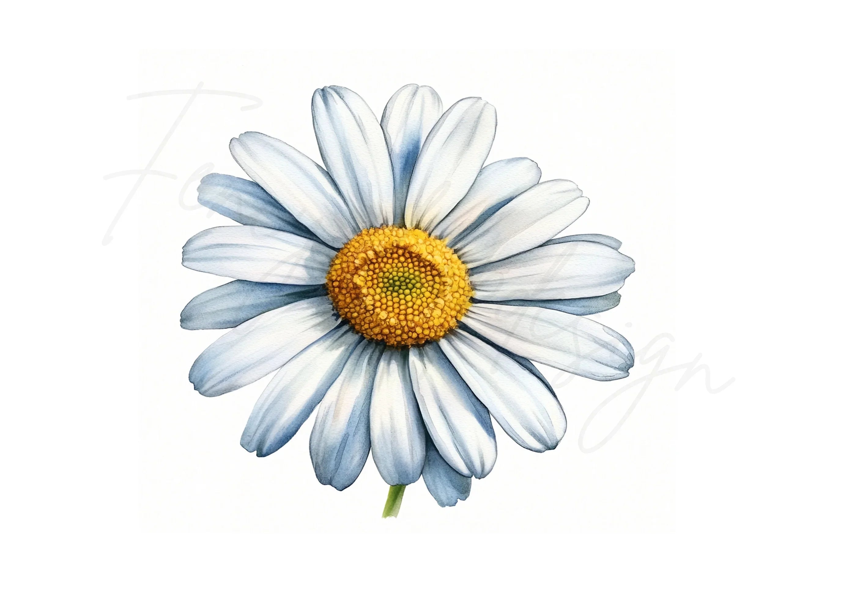 Beautiful Daisy Flower Clipart Bundle