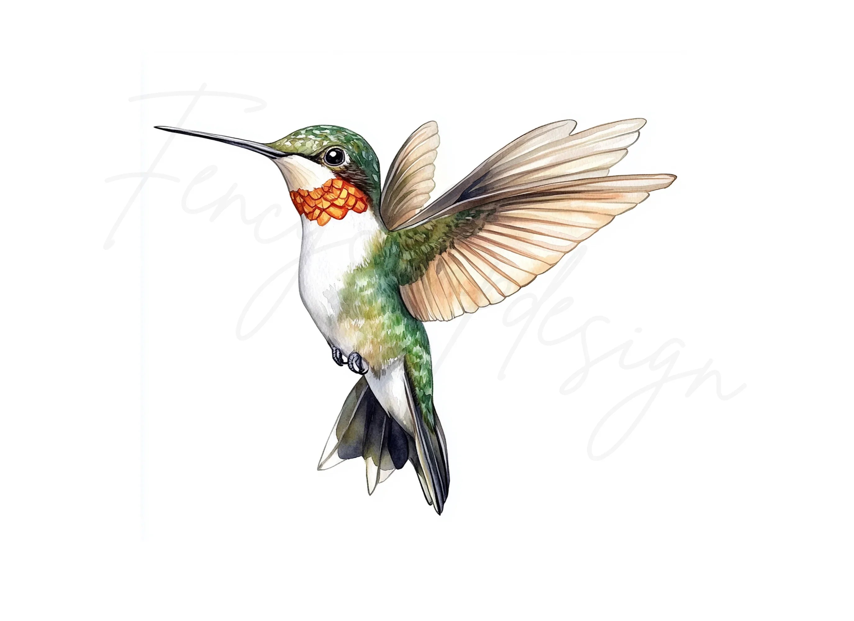 Ruby Throated Hummingbird Clipart Bundle
