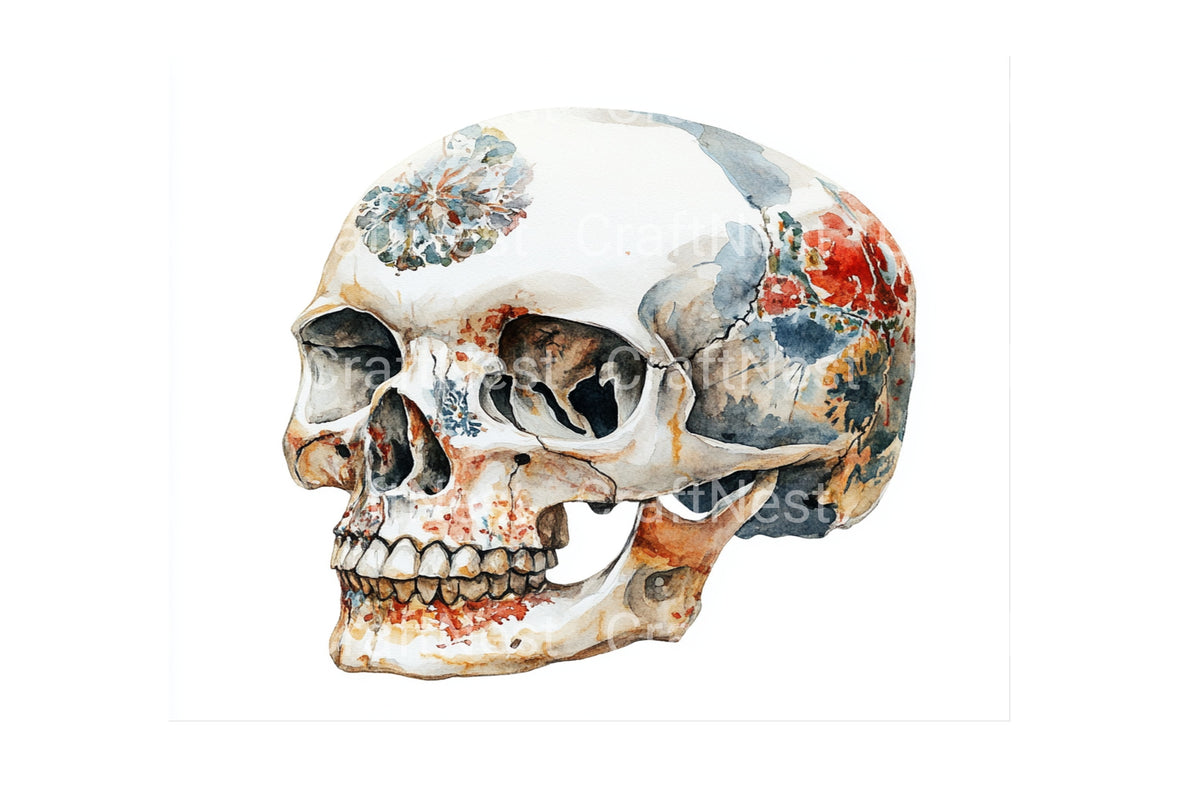 Anatomical Skull Graphics Clipart Bundle