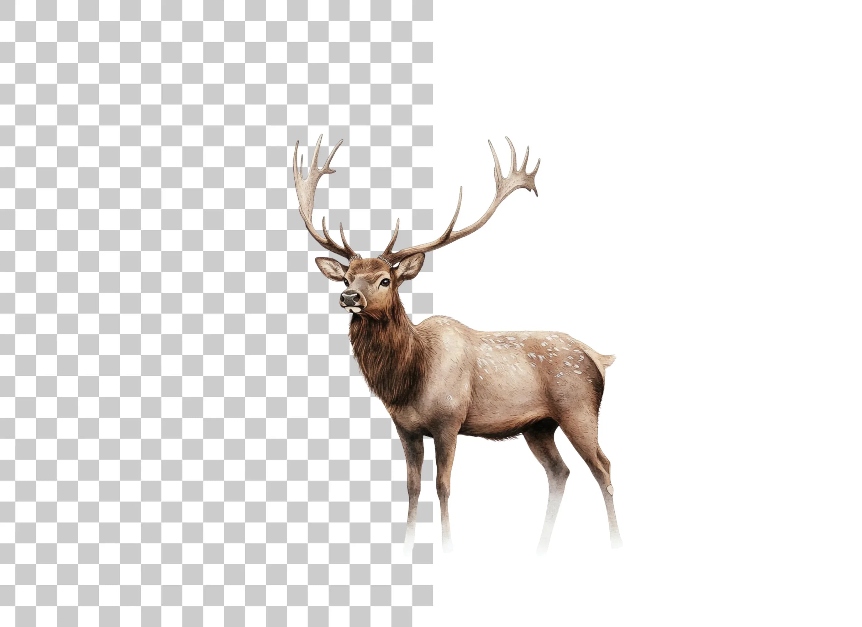 Majestic Elk Clipart Bundle
