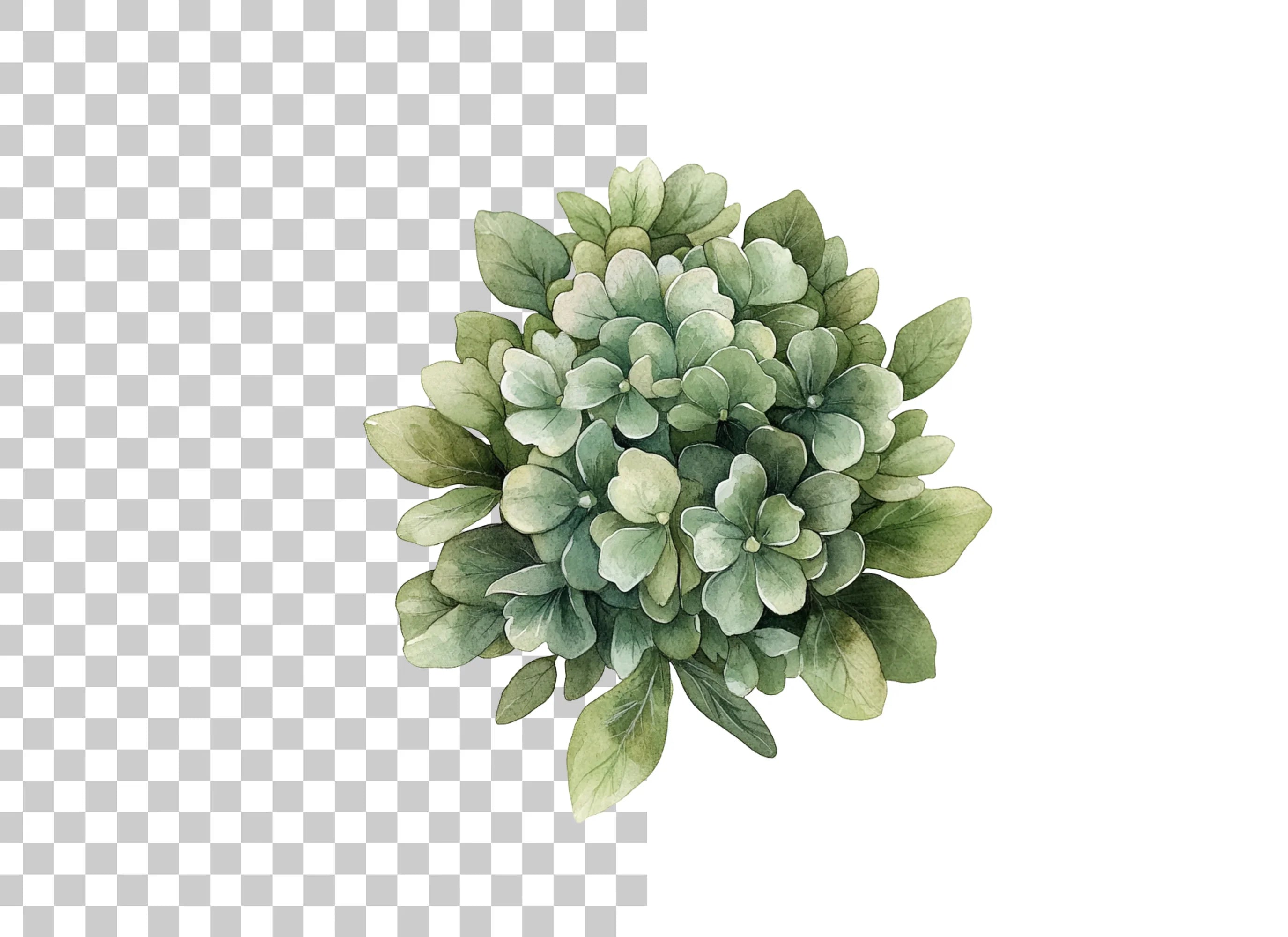 Green Hydrangea Clipart Bundle