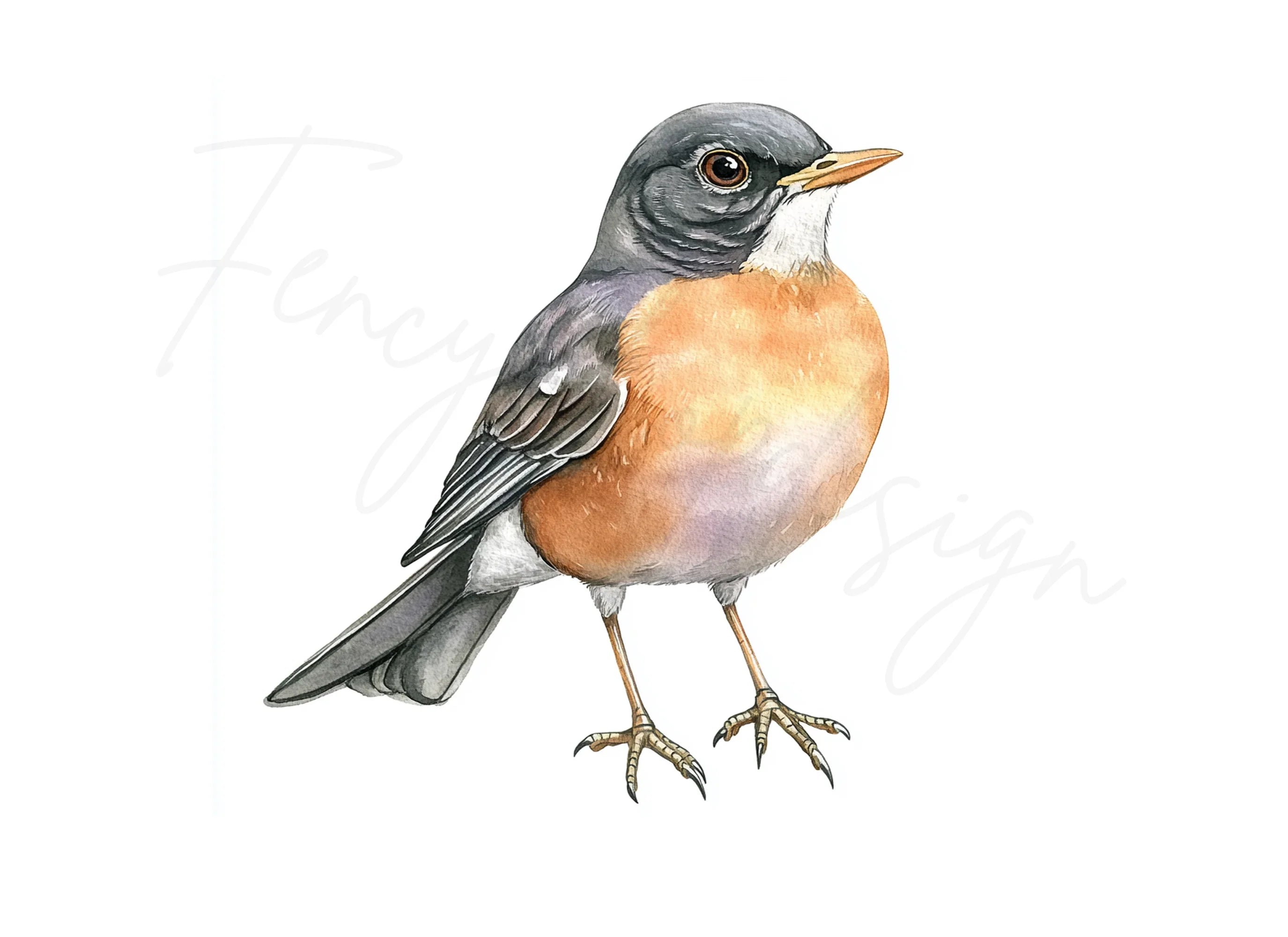 American Robin Bird Clipart Bundle