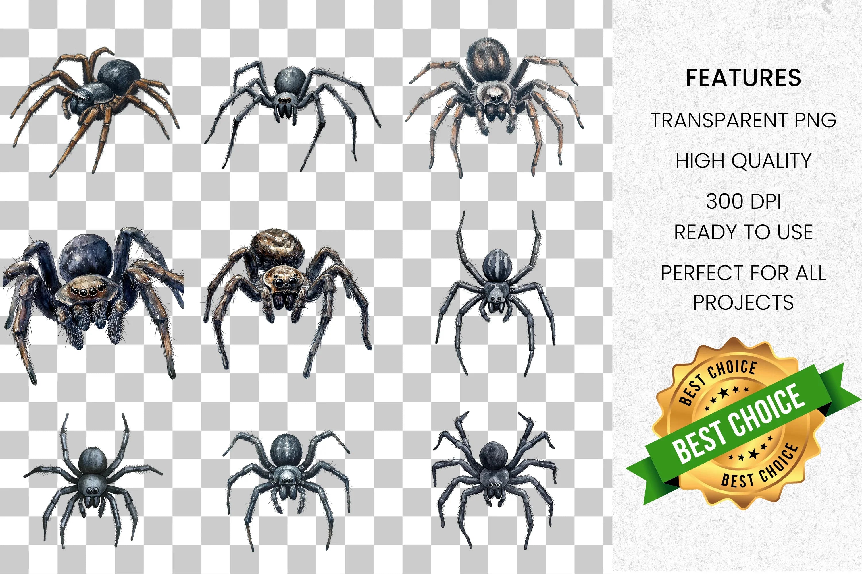 Realistic Spider Clipart Bundle