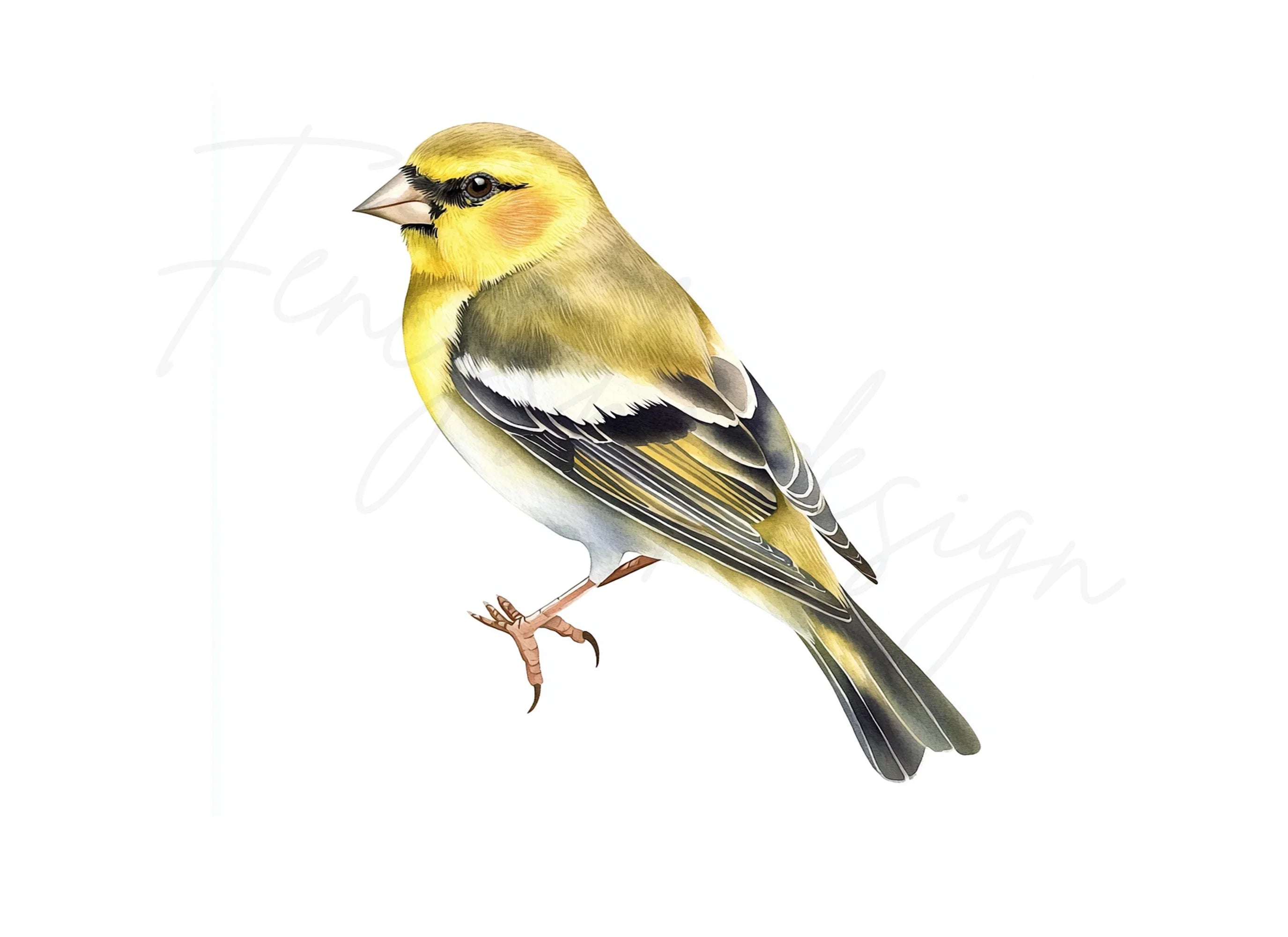Goldfinch Bird Clipart Bundle