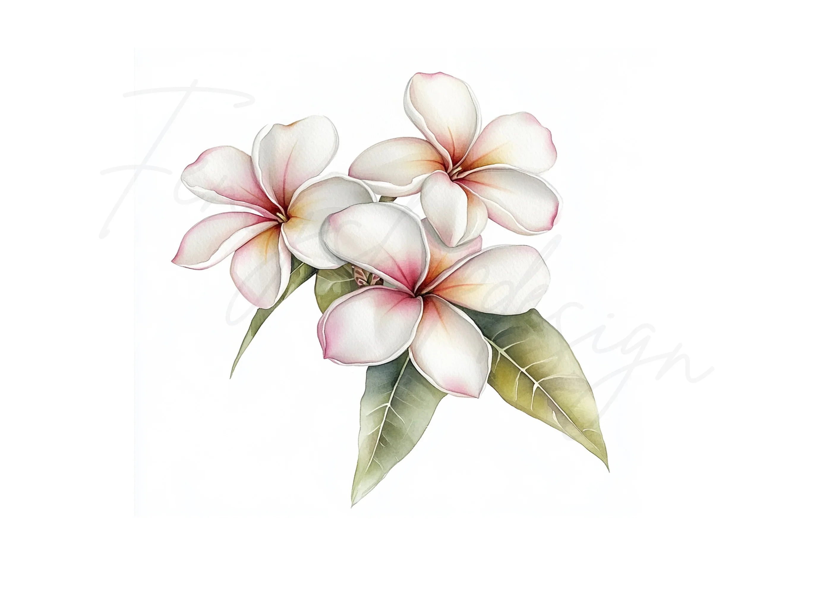 Plumeria Flower Clipart Bundle